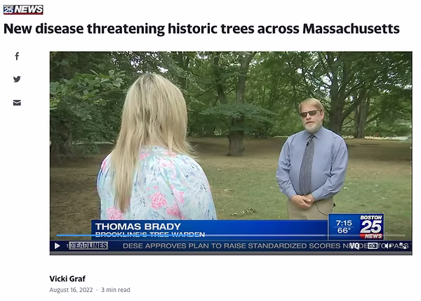 Boston 25 News story about Beech Leaf Disease at Longwood Mall