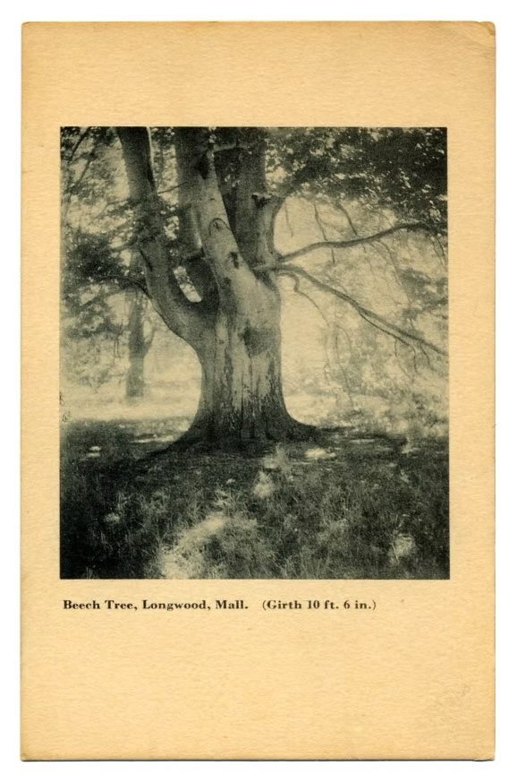 Historical: Old Photo 8