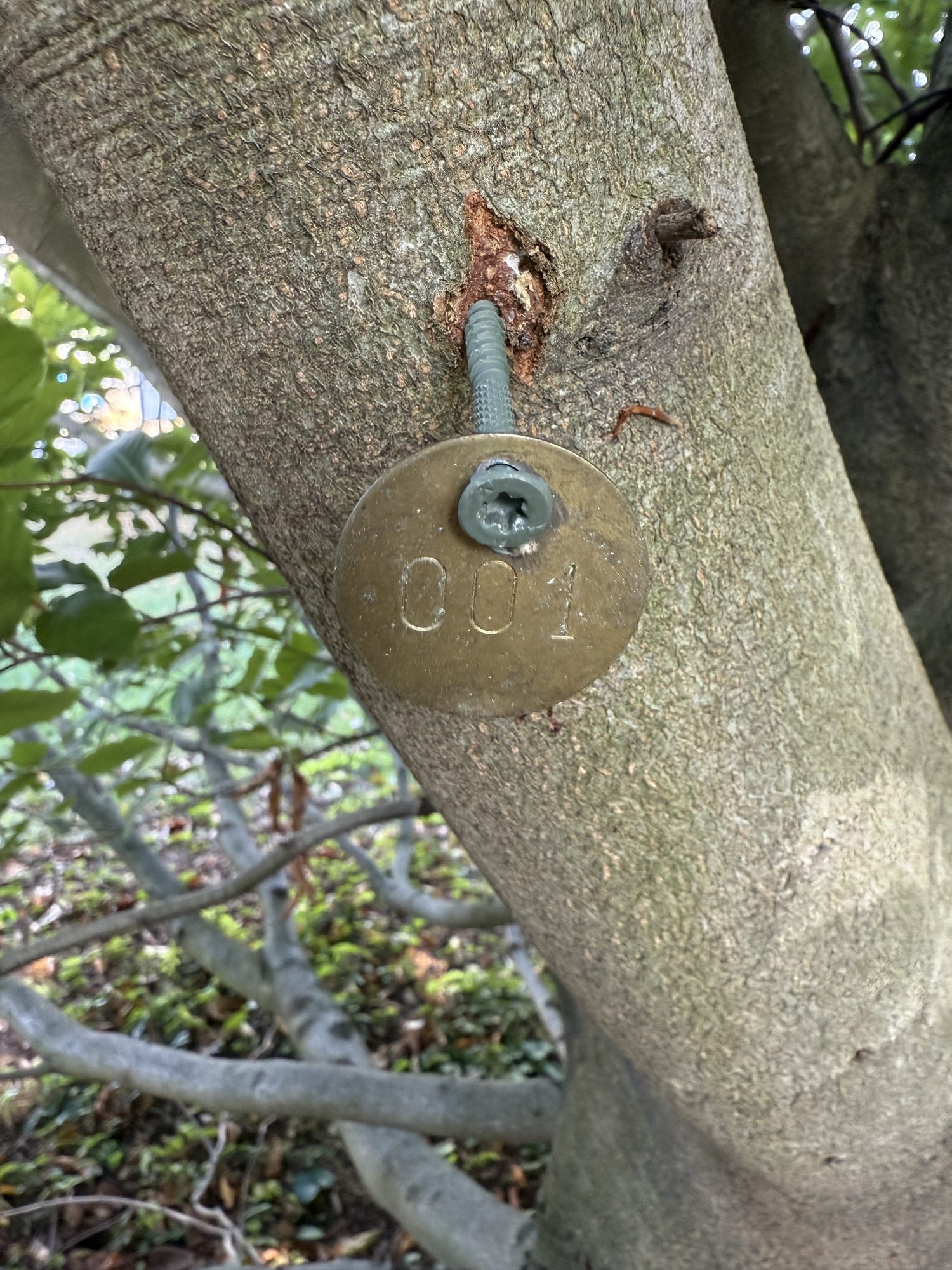 Tree 01