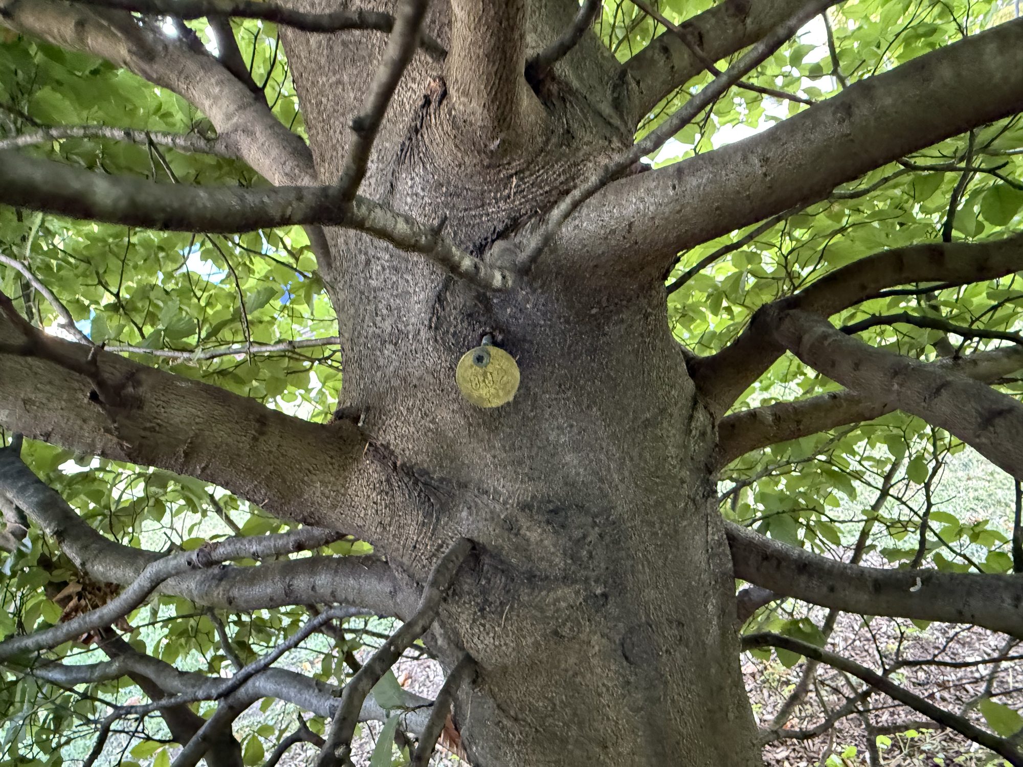 Tree 02