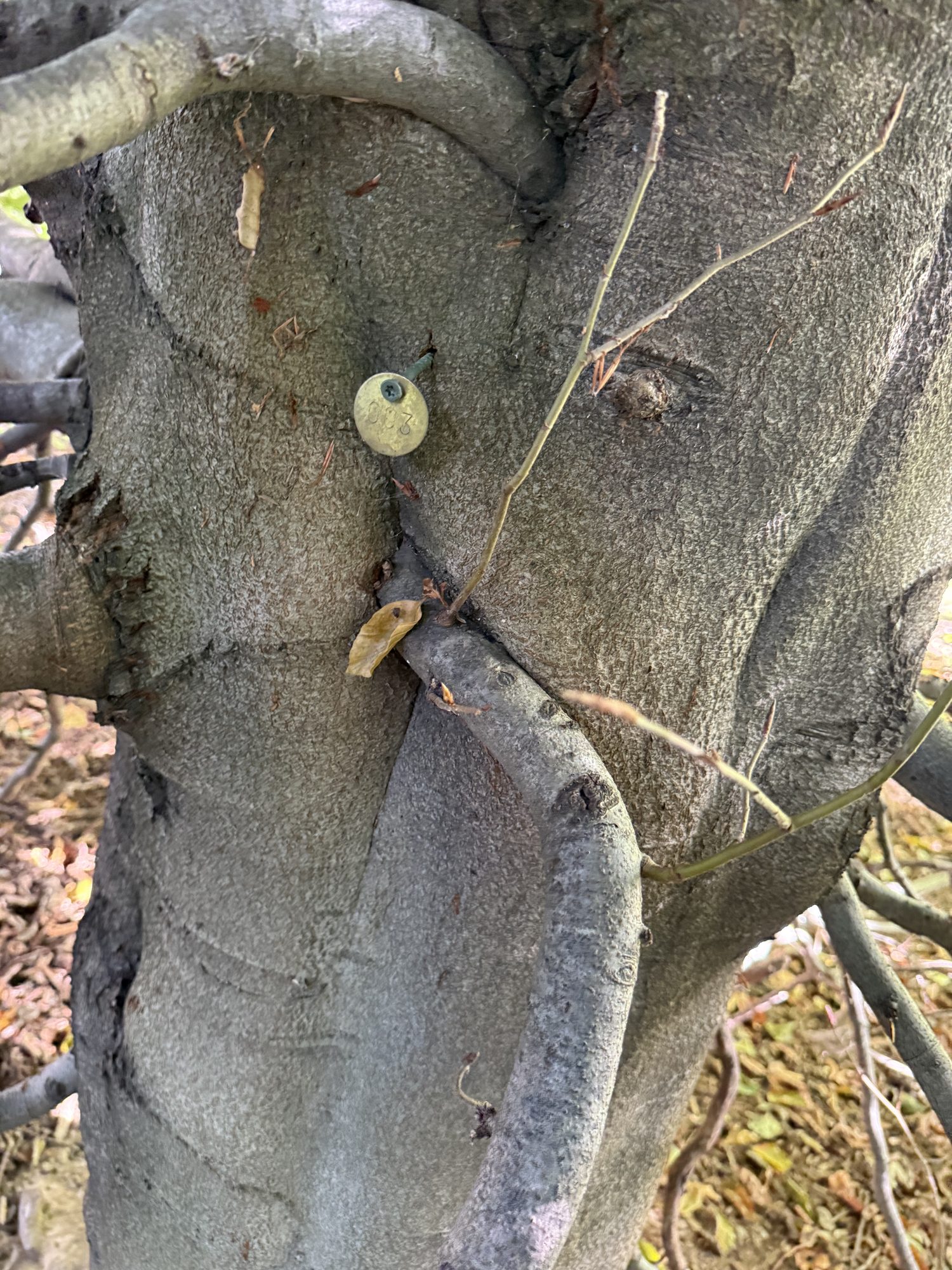 Tree 03