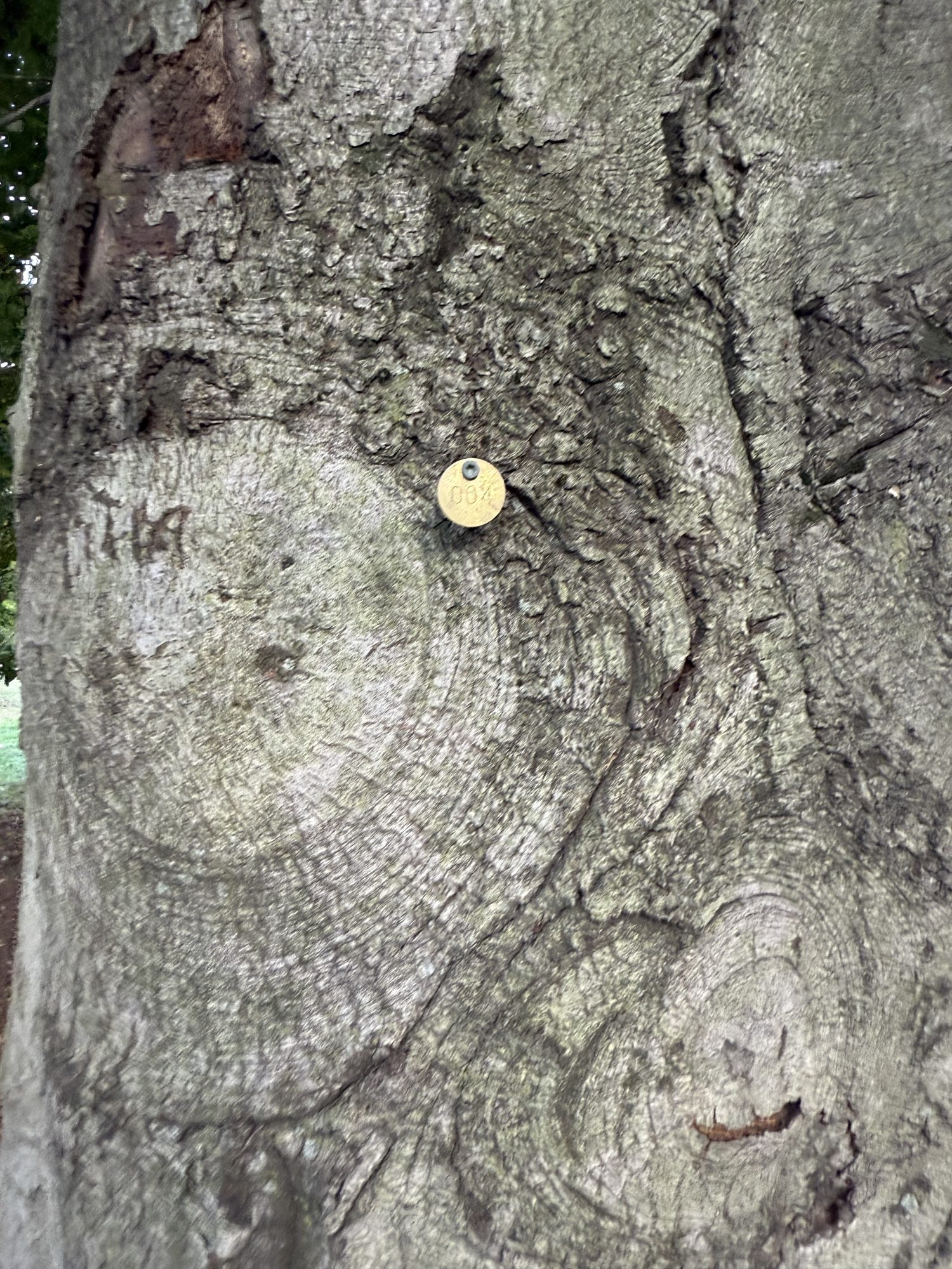 Tree 04