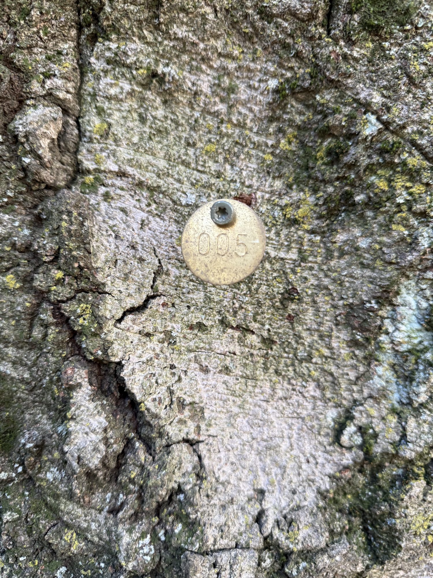 Tree 05