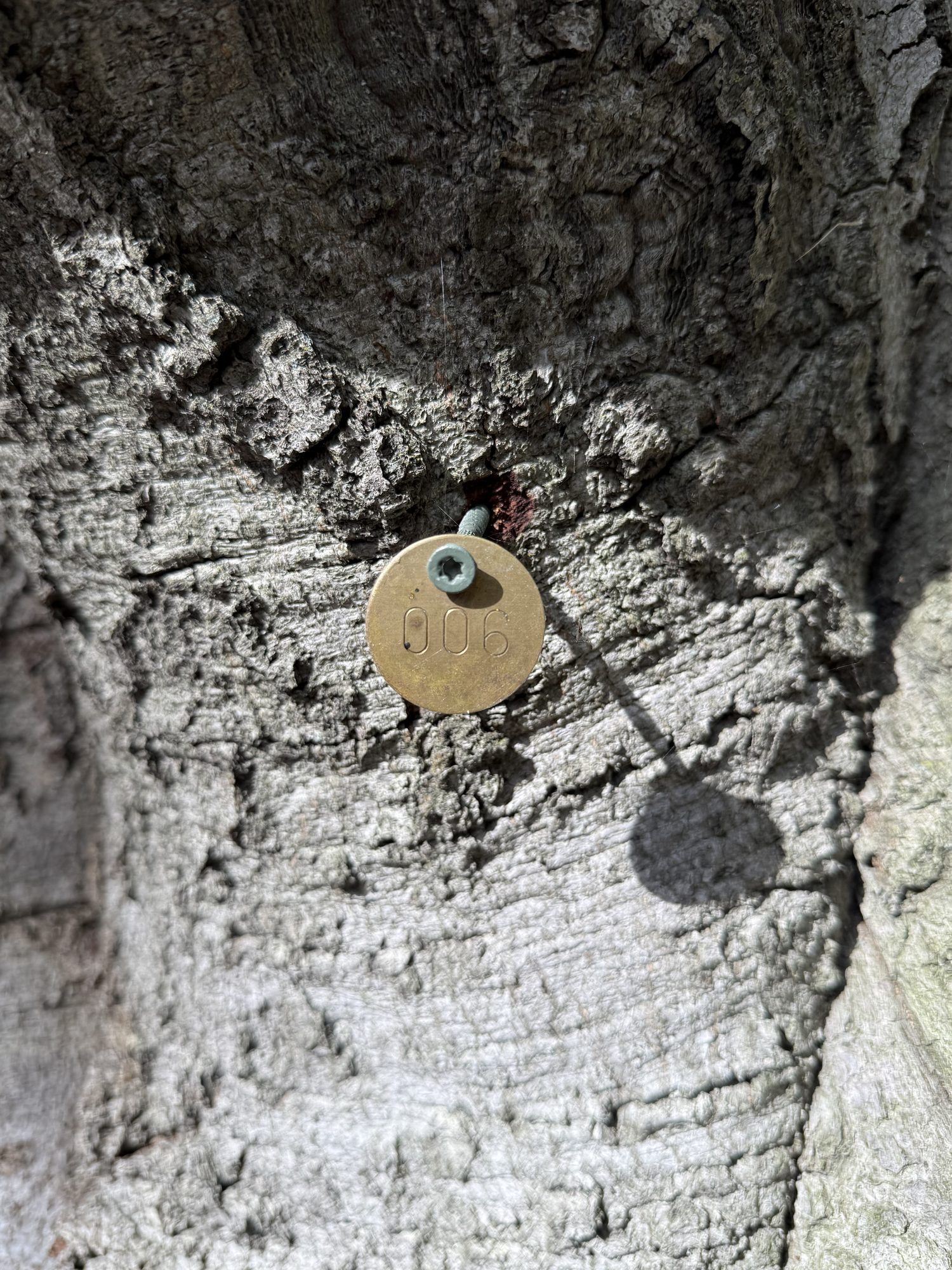Tree 06