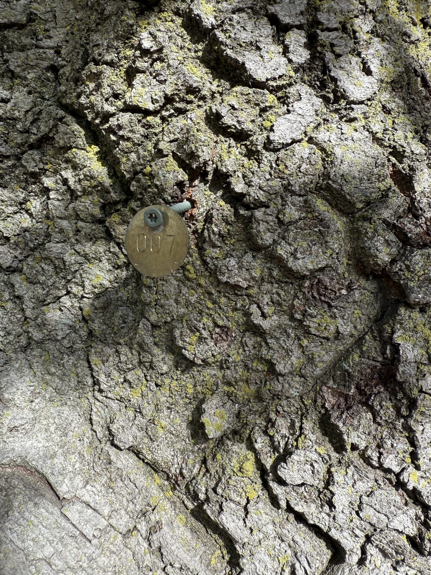 Tree 07