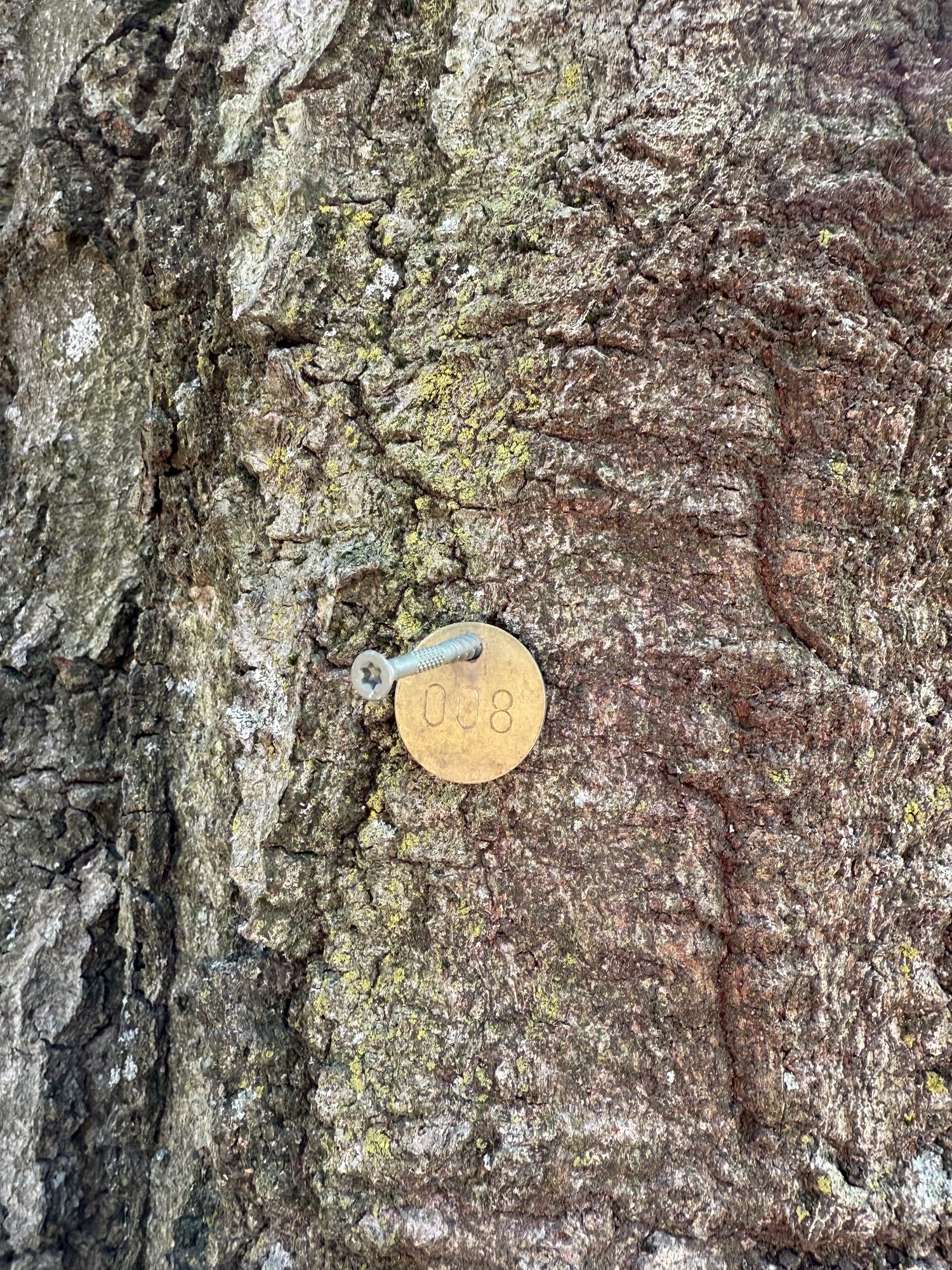 Tree 08