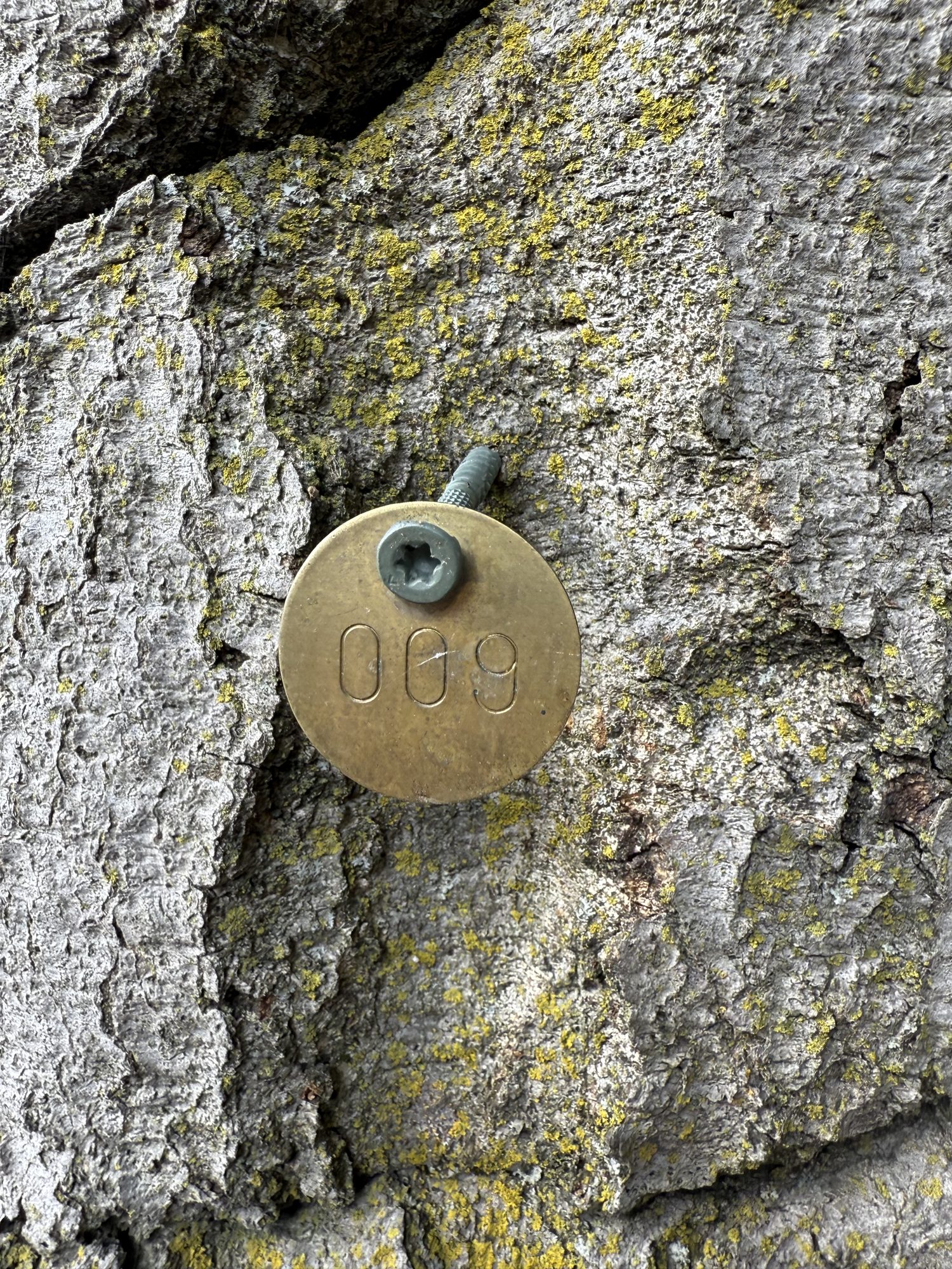 Tree 09
