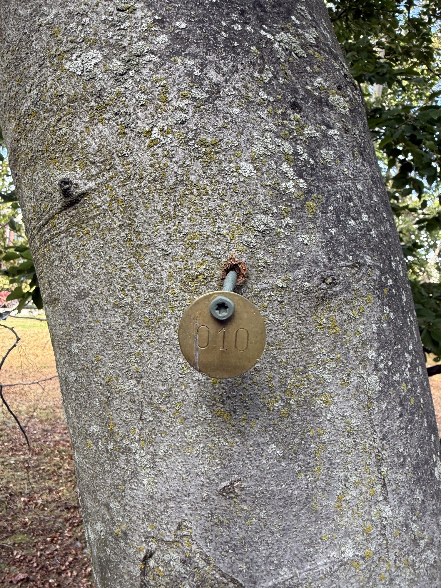 Tree 10