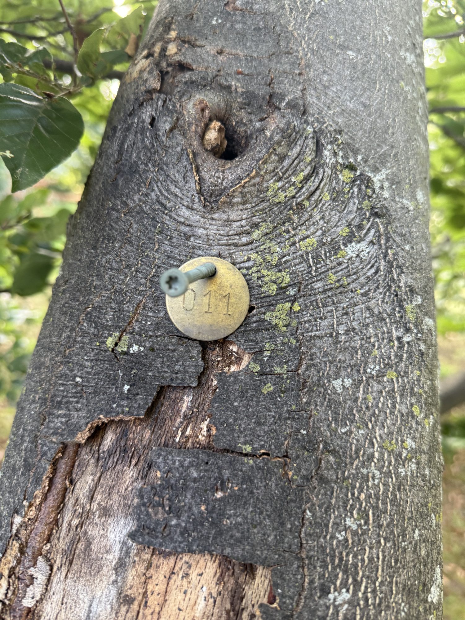 Tree 11