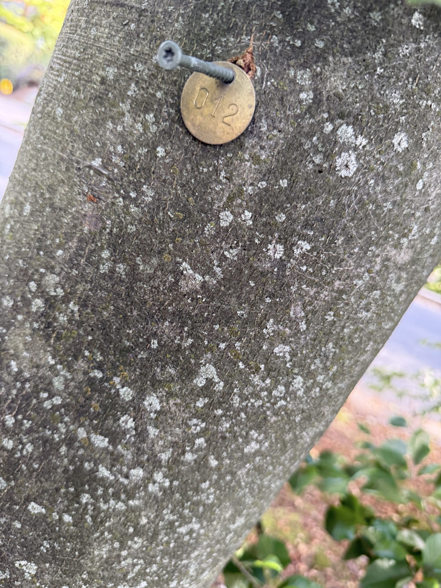 Tree 12