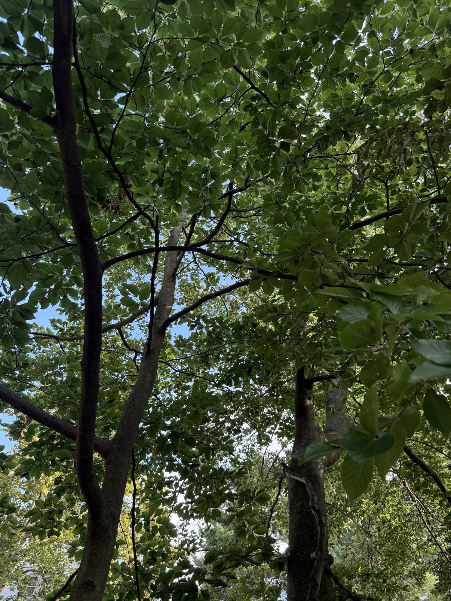 Inventory: Tree 12 IMG_4059