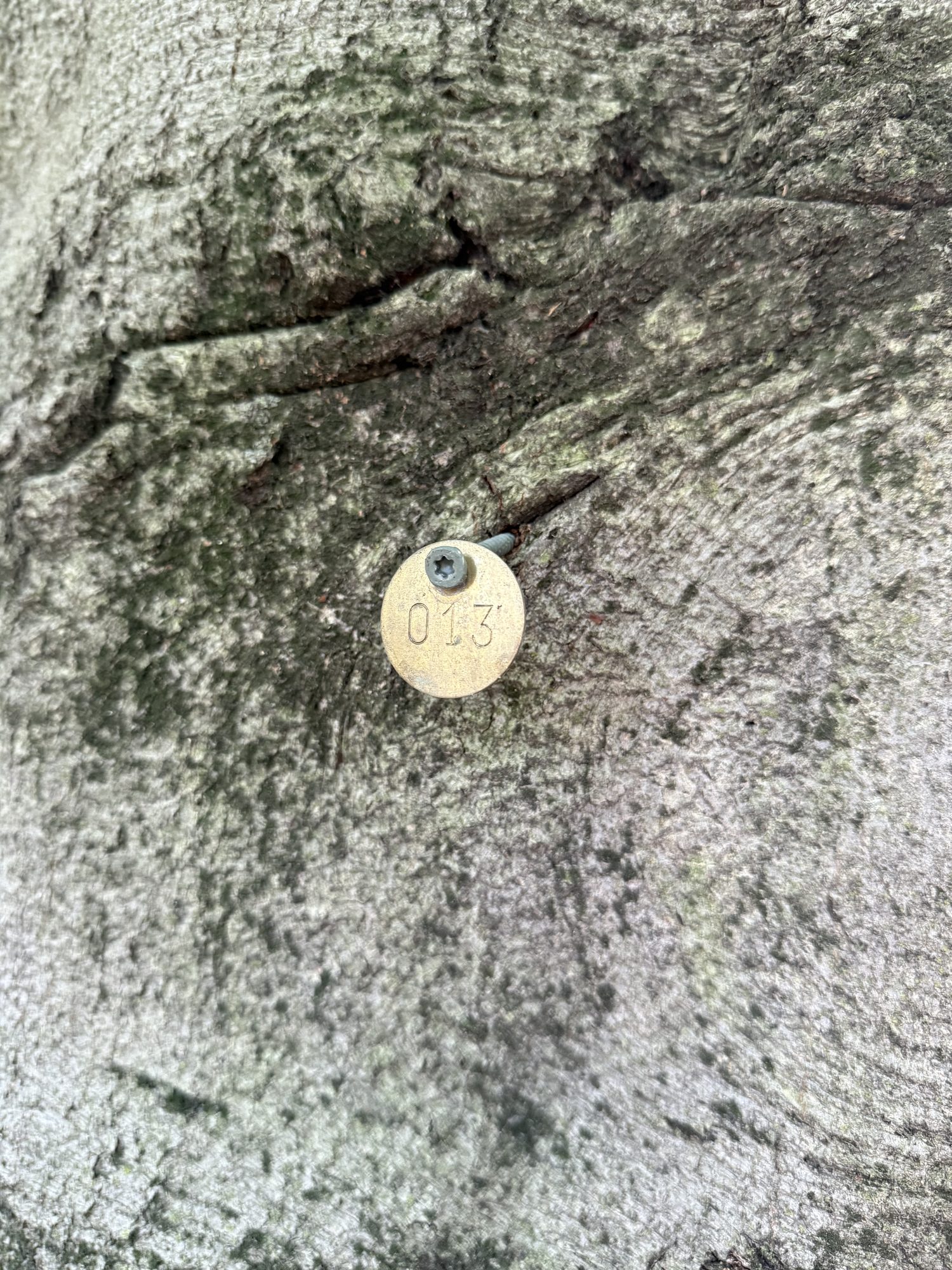 Tree 13