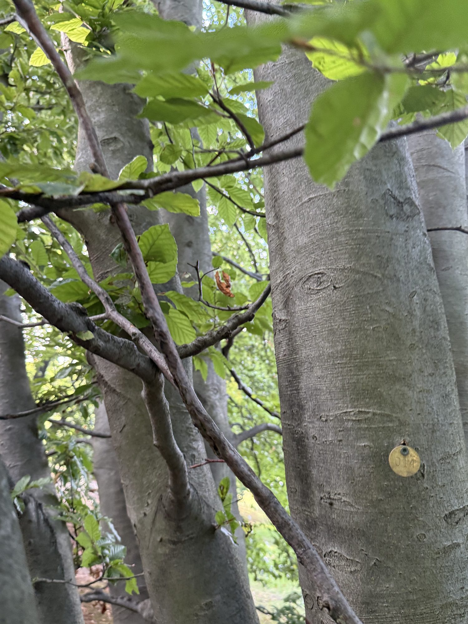 Tree 14