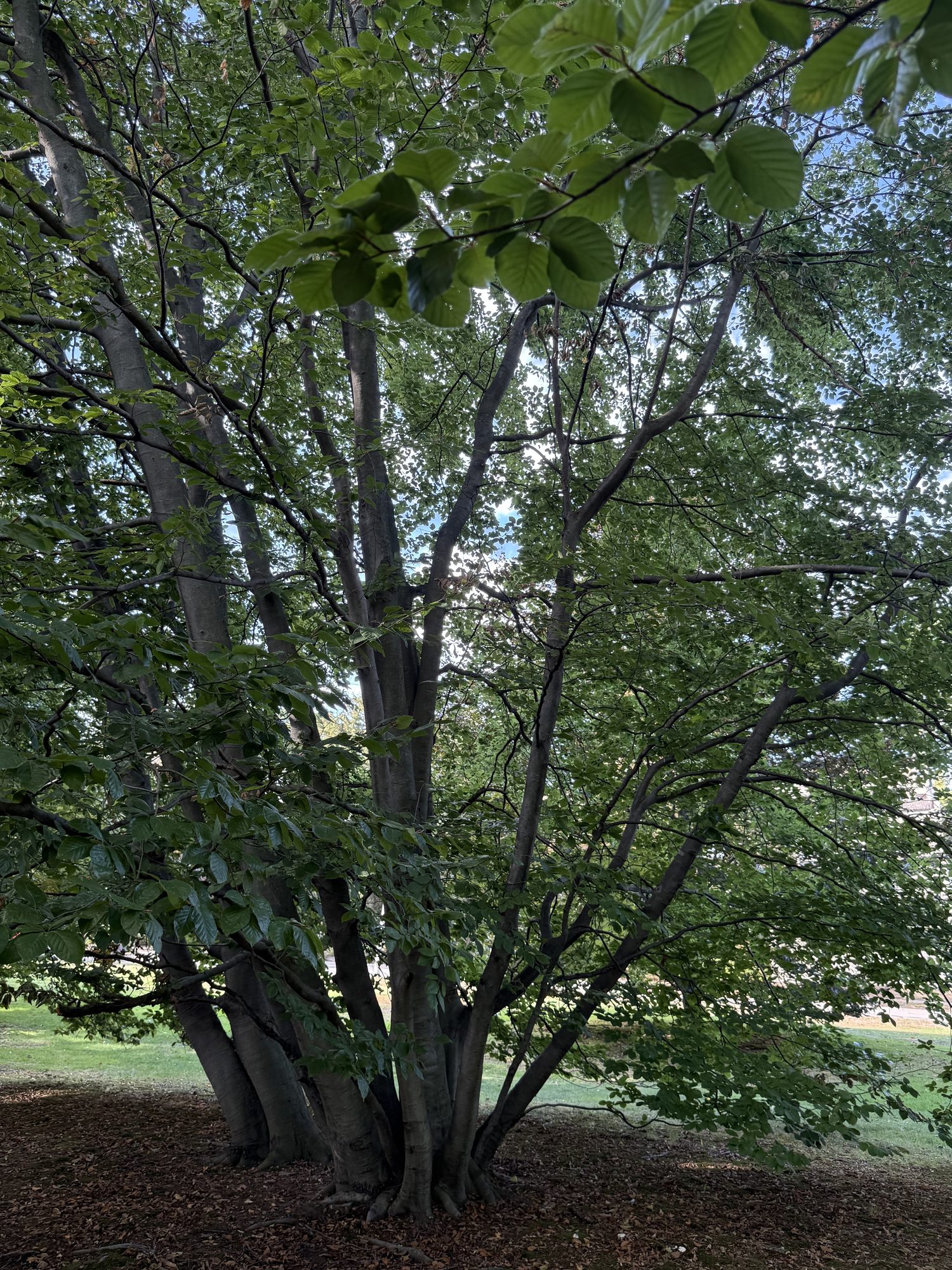 Inventory: Tree 14 IMG_4099