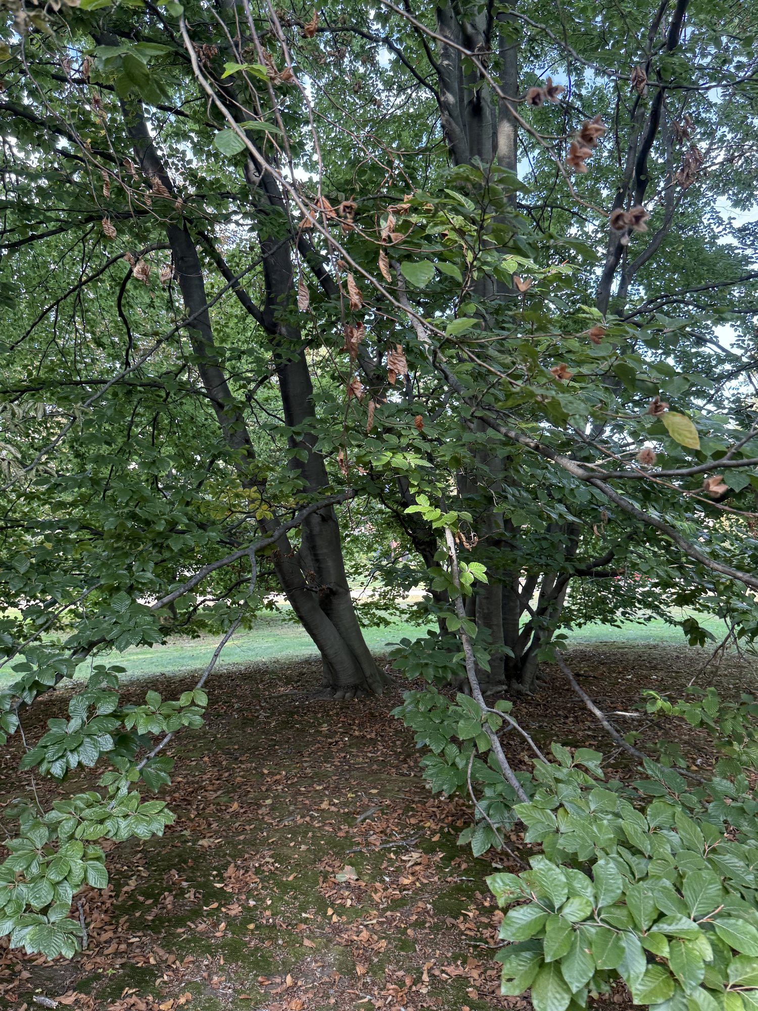 Inventory: Tree 14 IMG_4103