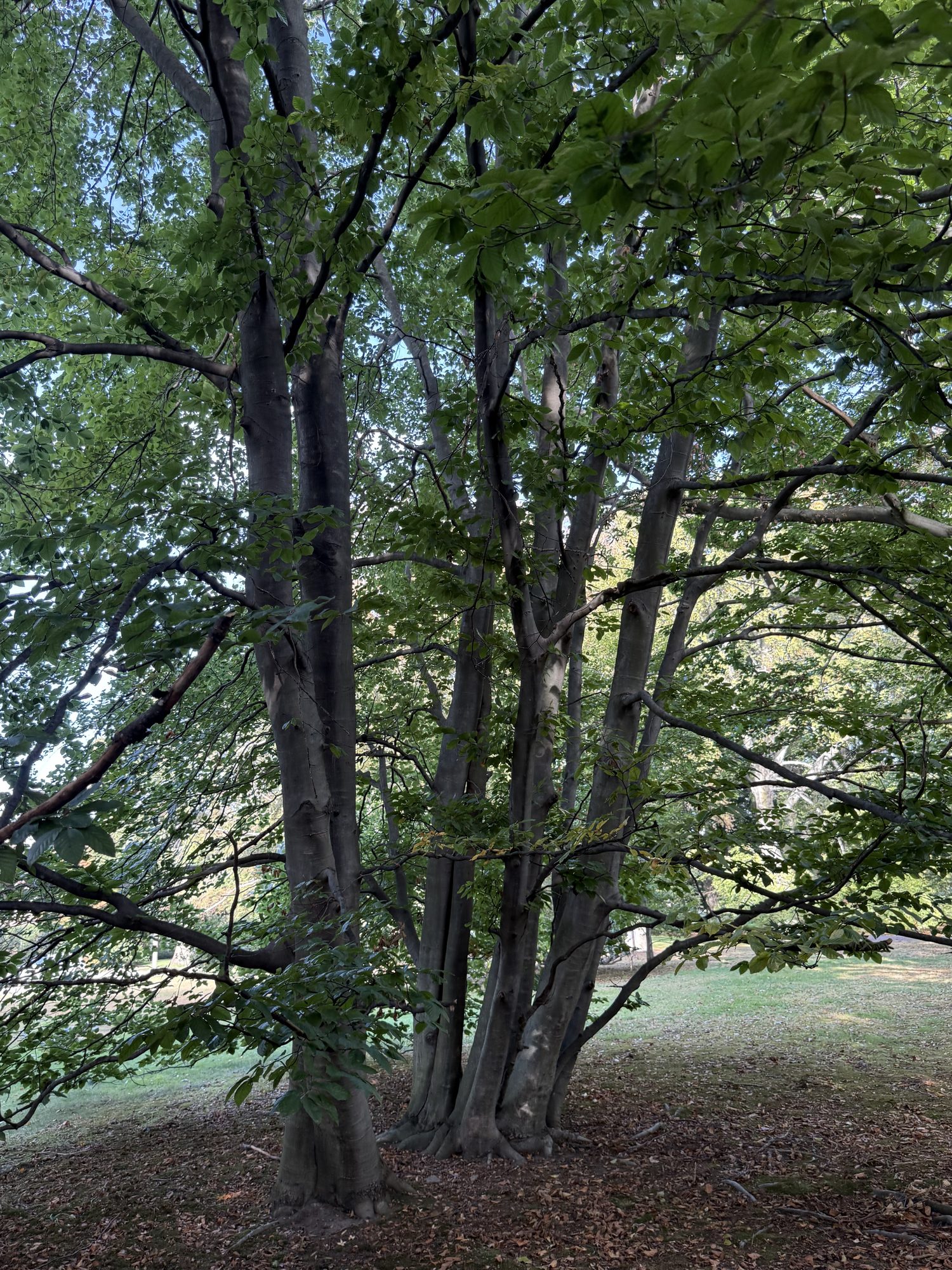 Inventory: Tree 14 IMG_4105