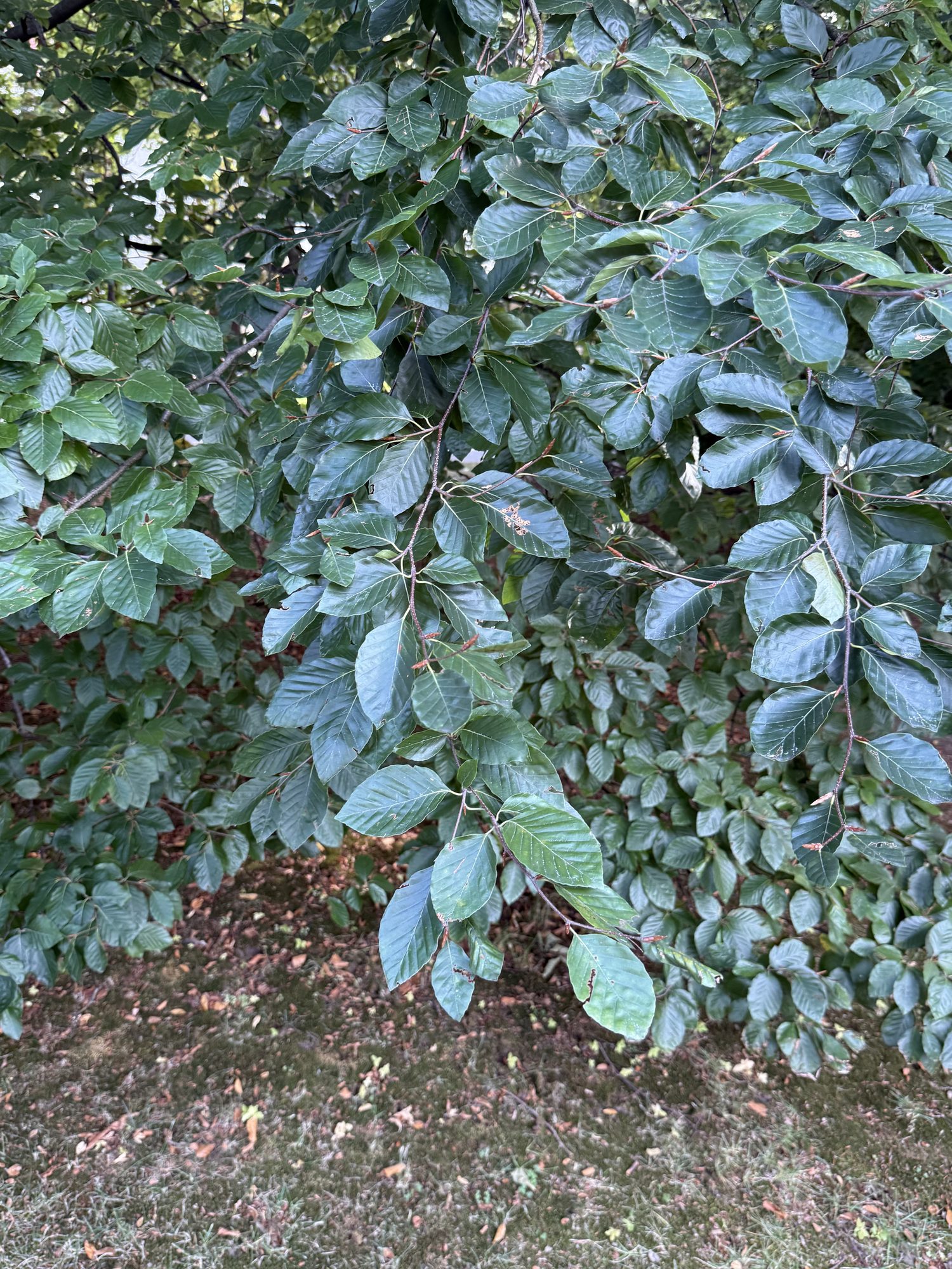 Inventory: Tree 14 IMG_4112