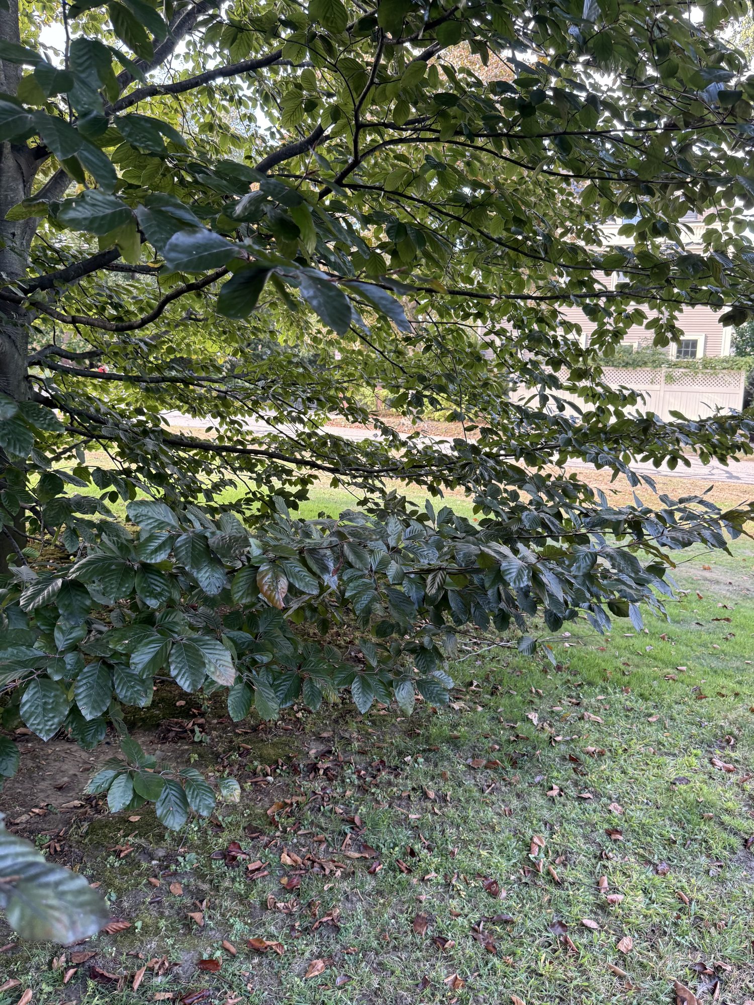 Inventory: Tree 15 IMG_4118