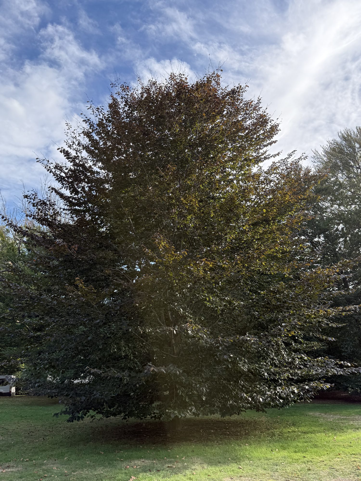 Inventory: Tree 15 IMG_4123