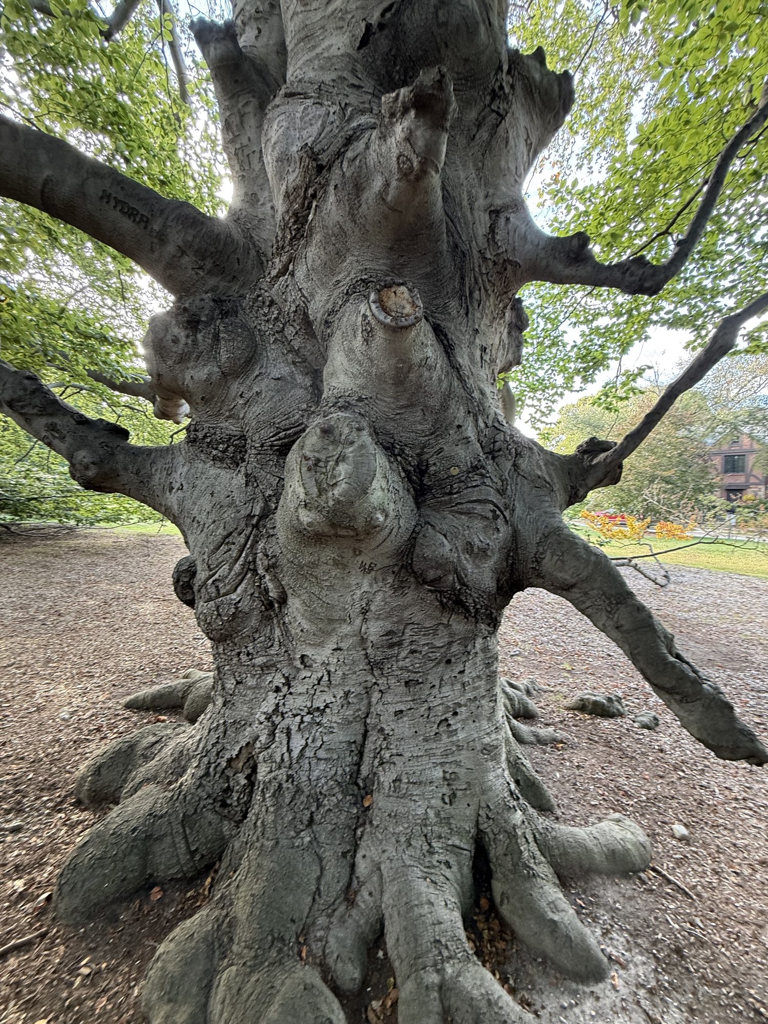 Tree 16