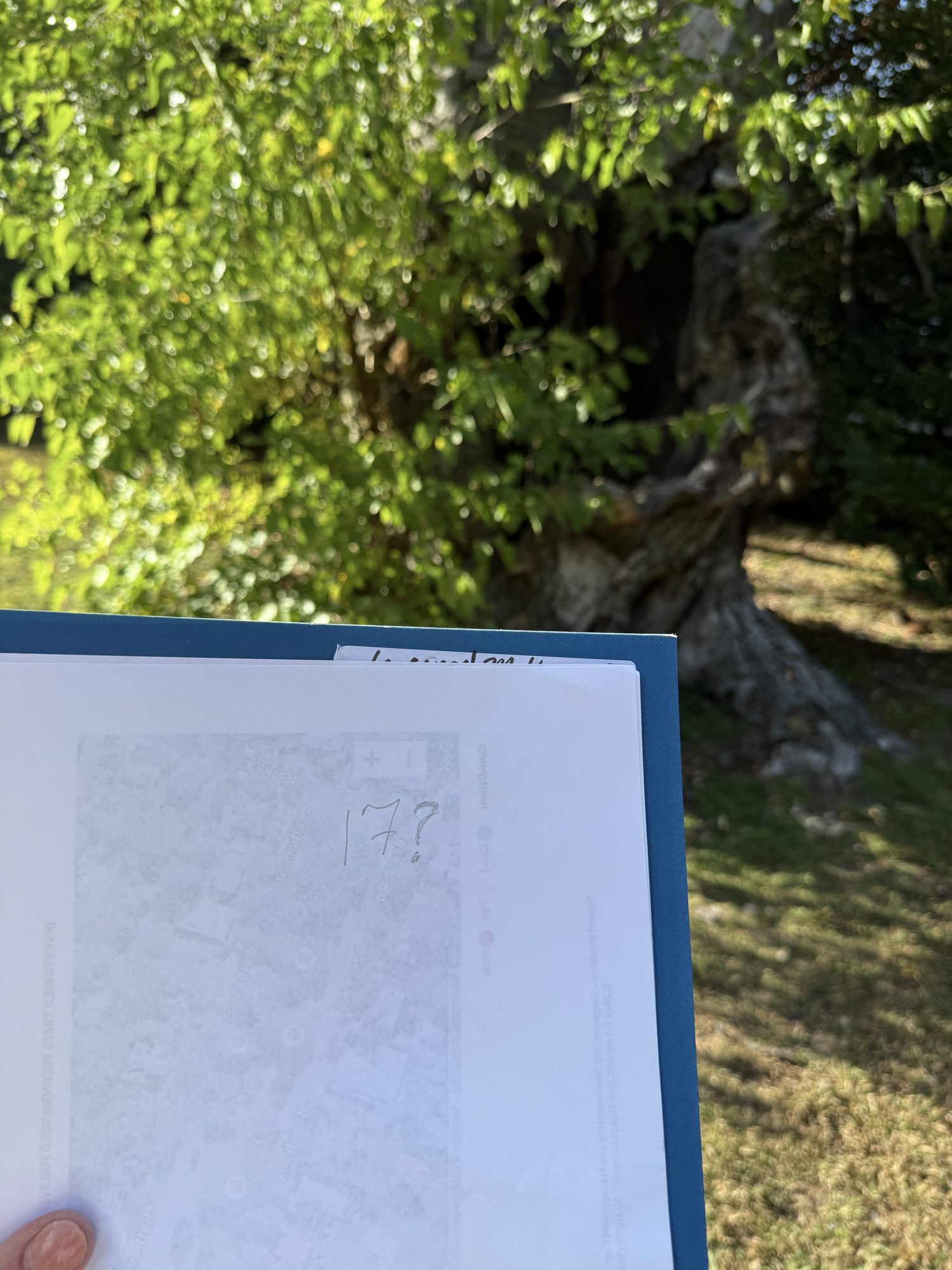 Tree 17