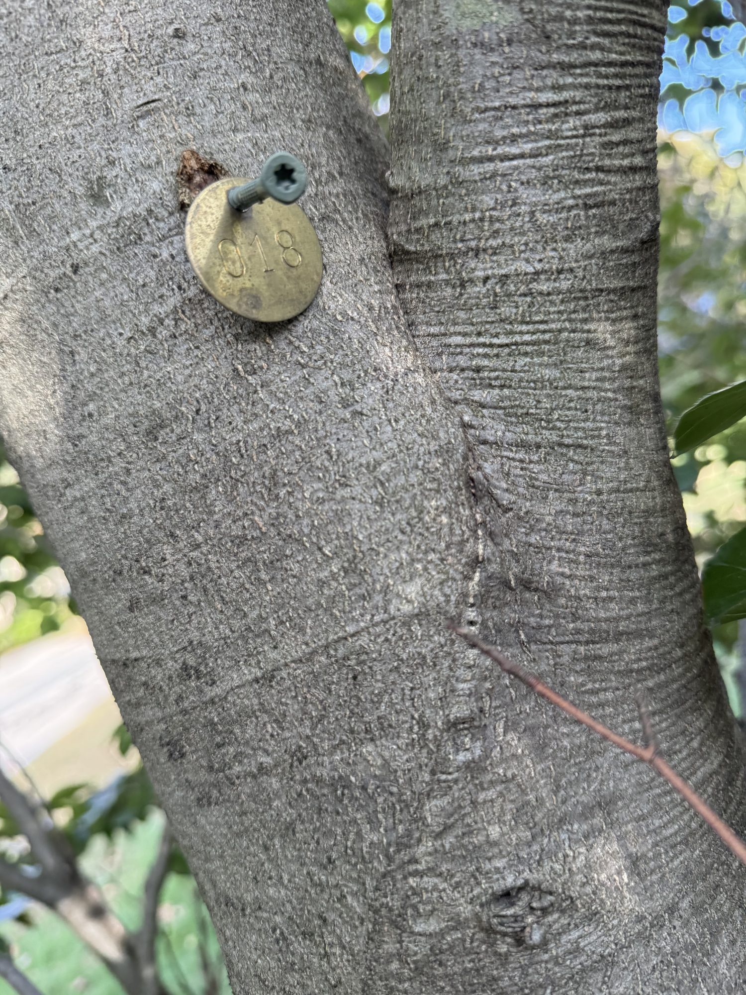 Tree 18