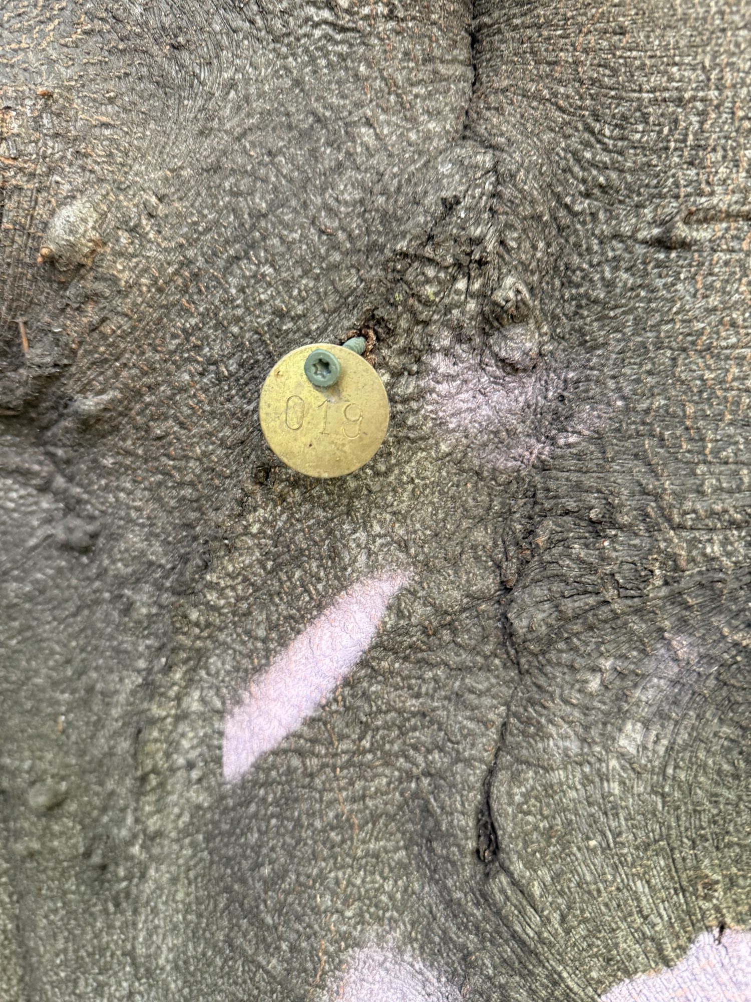 Tree 19