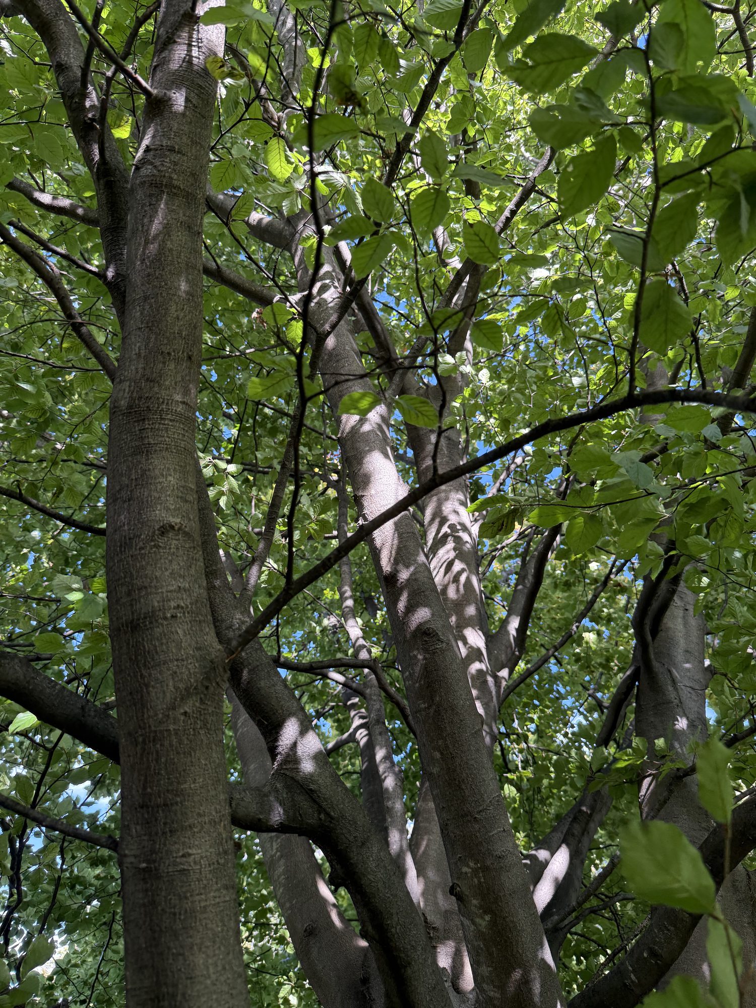 Inventory: Tree 19 IMG_4198