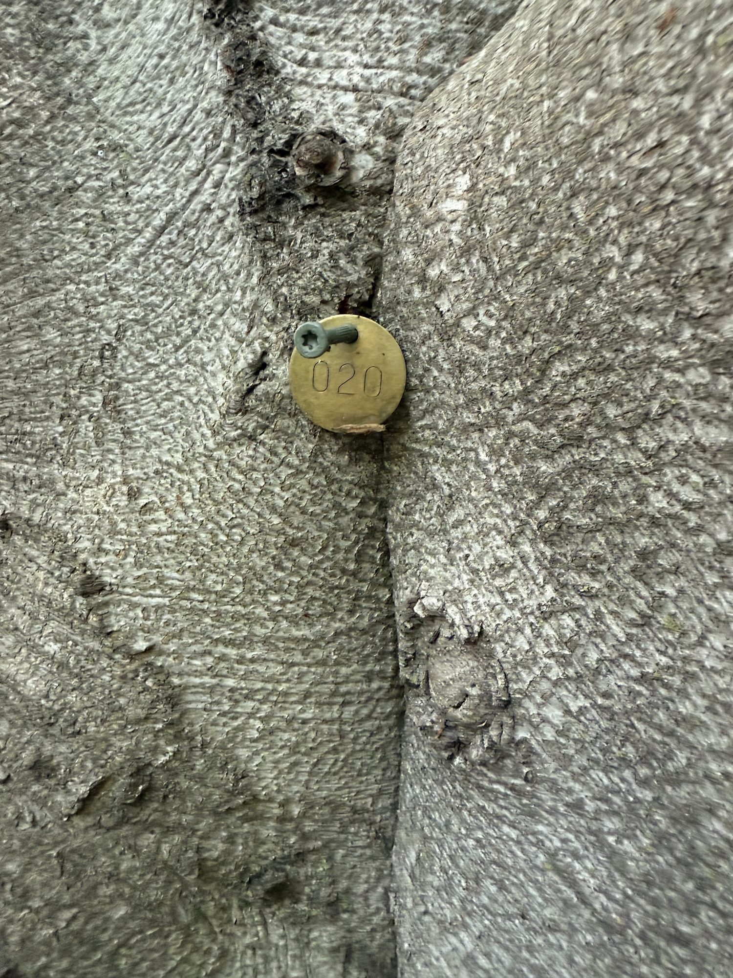 Tree 20