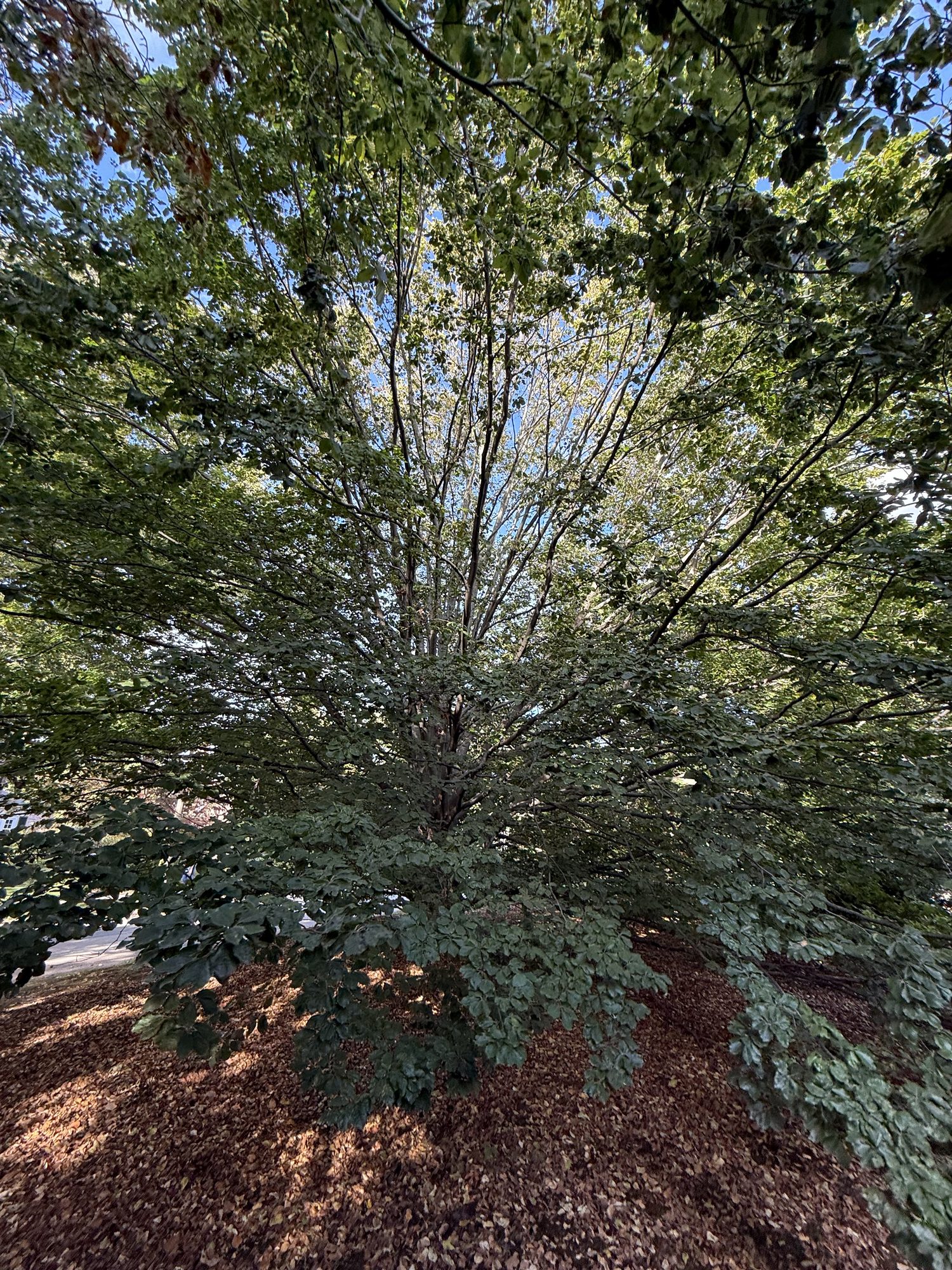 Inventory: Tree 20 IMG_4215