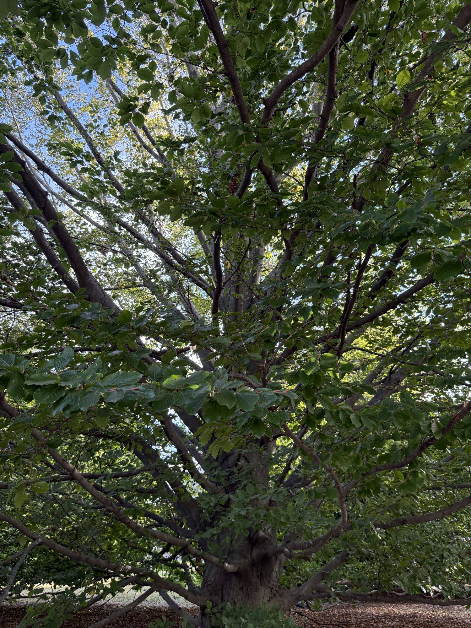 Inventory: Tree 20 IMG_4224