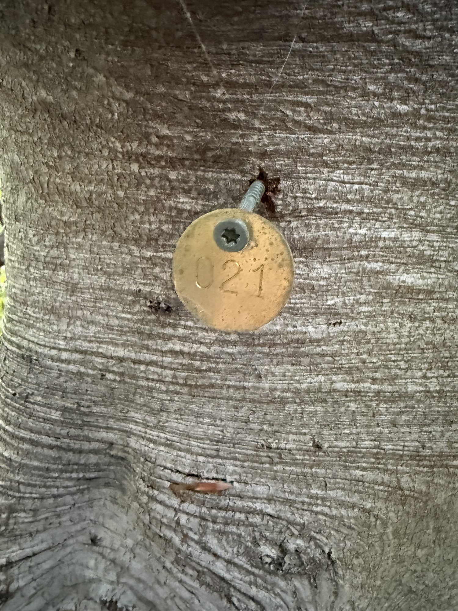 Tree 21