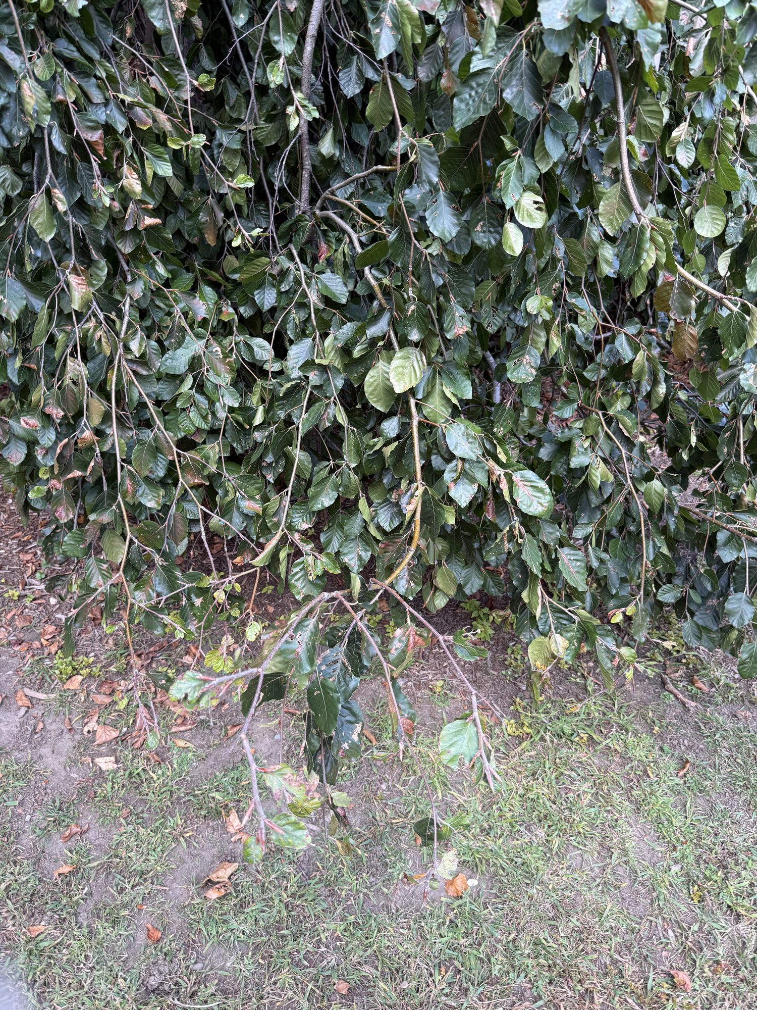 Inventory: Tree 21 IMG_4258