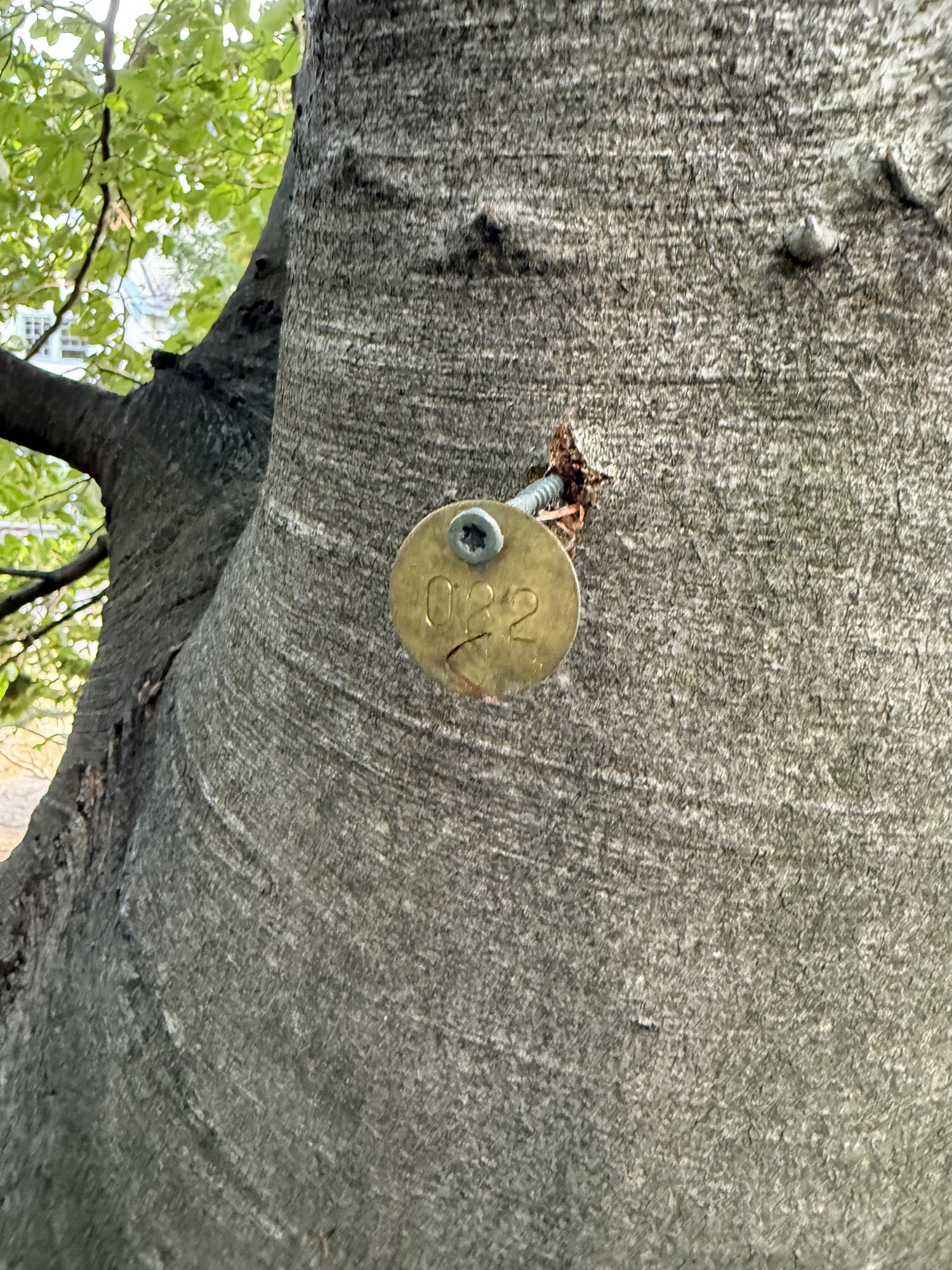 Tree 22