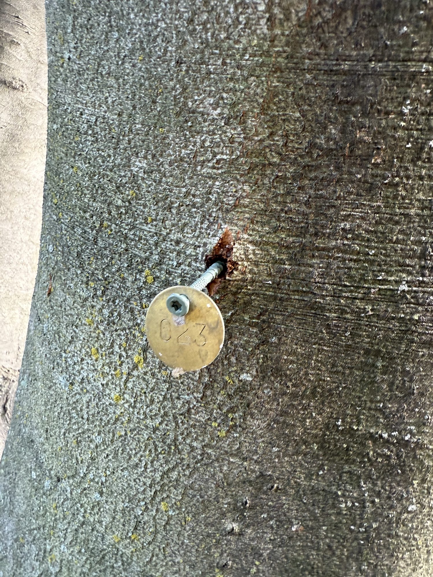 Tree 23