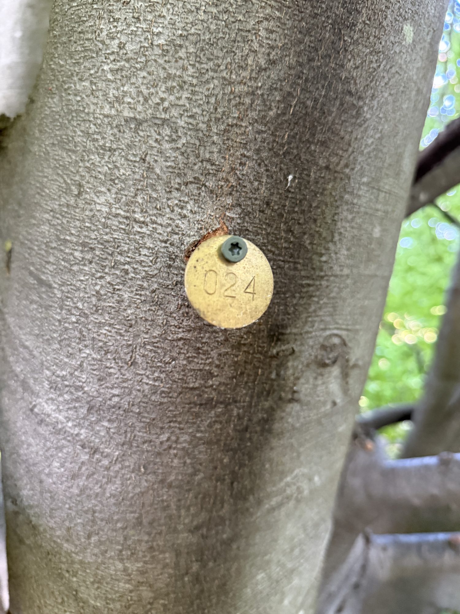 Tree 24