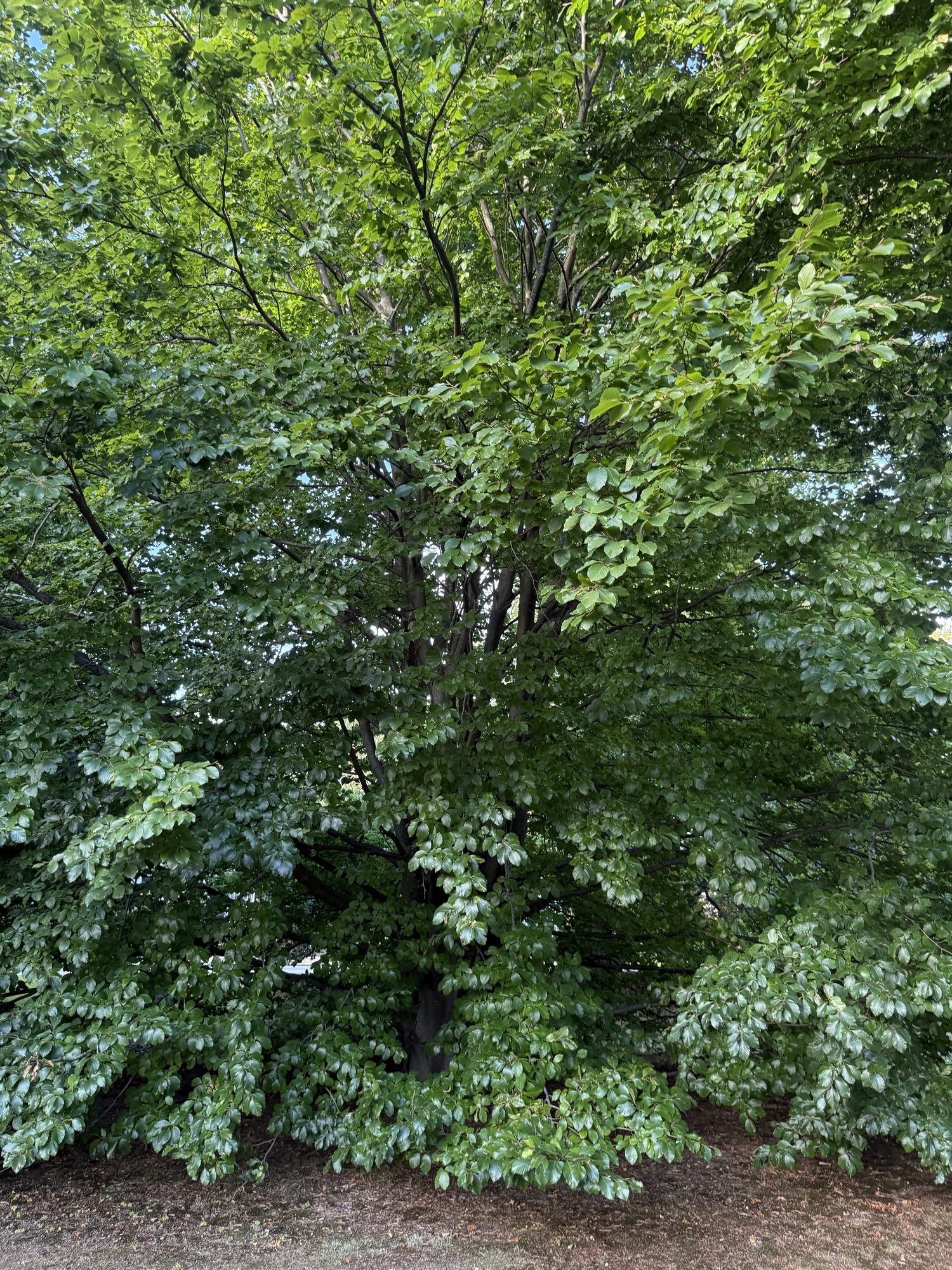 Inventory: Tree 24 IMG_4381