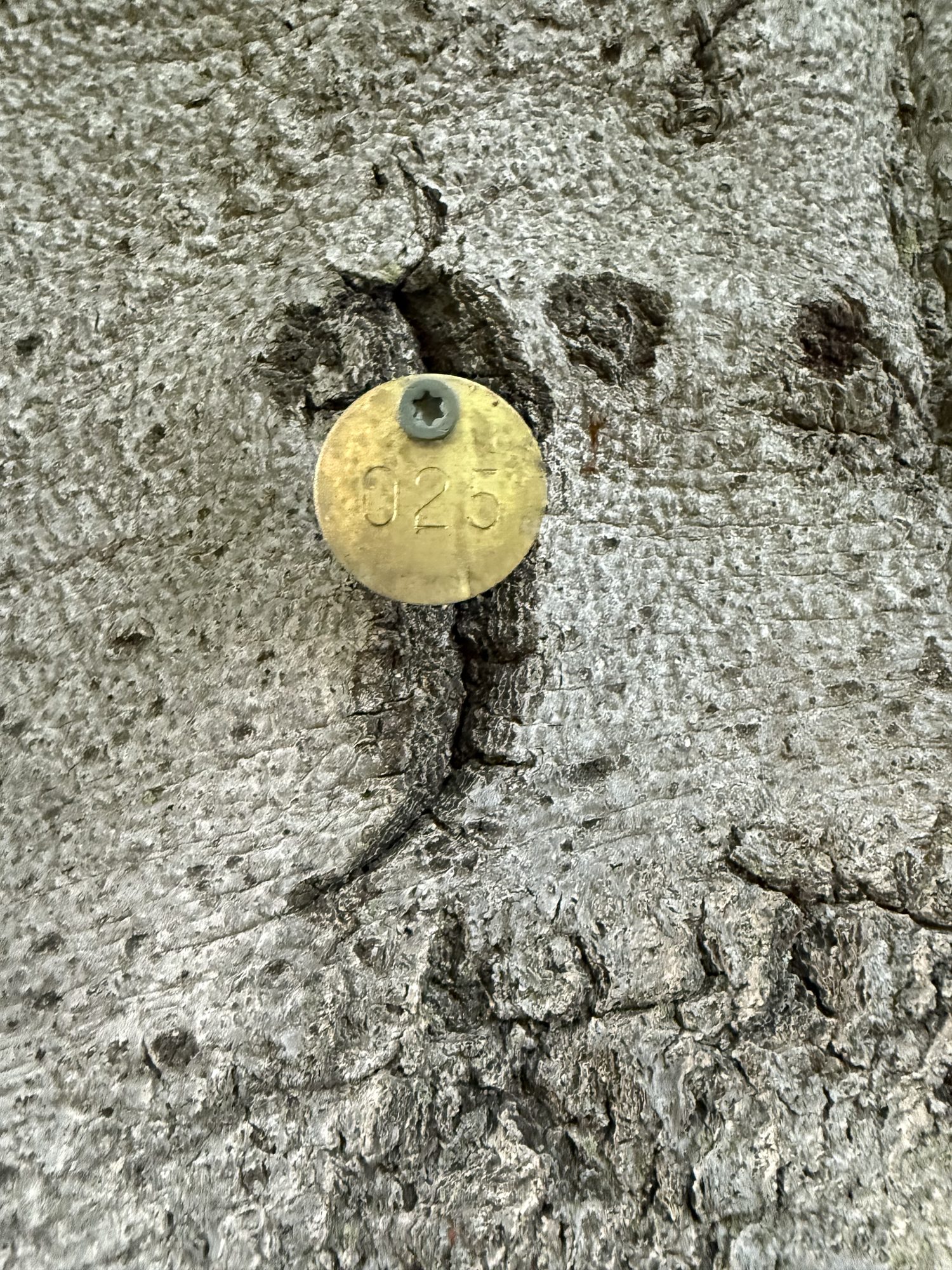 Tree 25