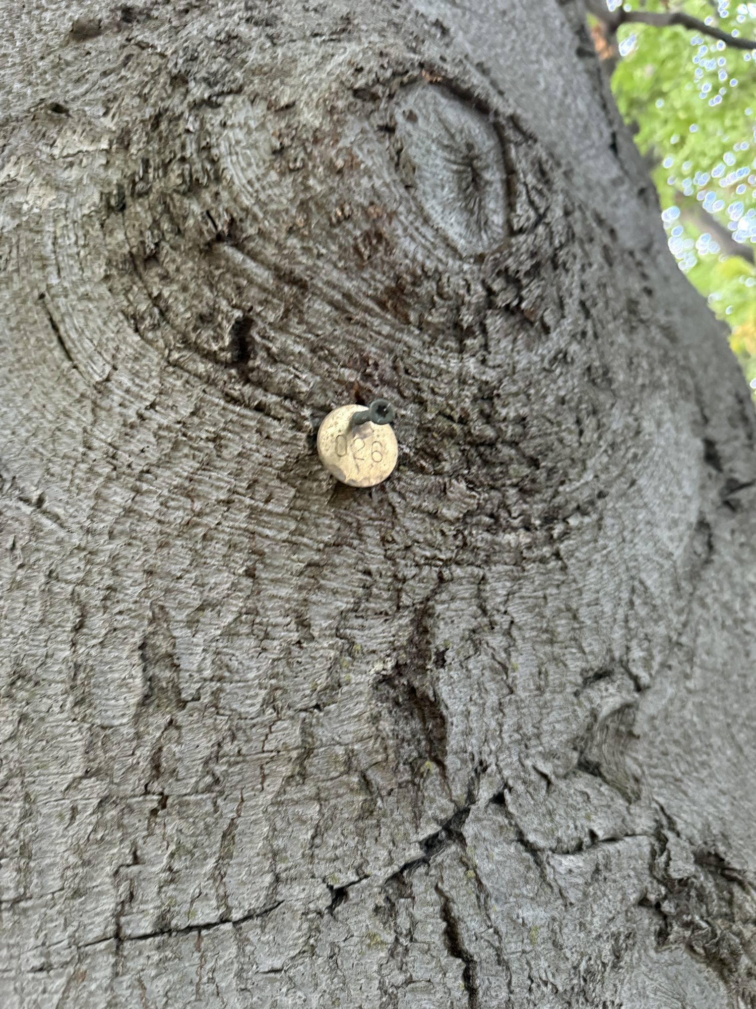 Tree 26