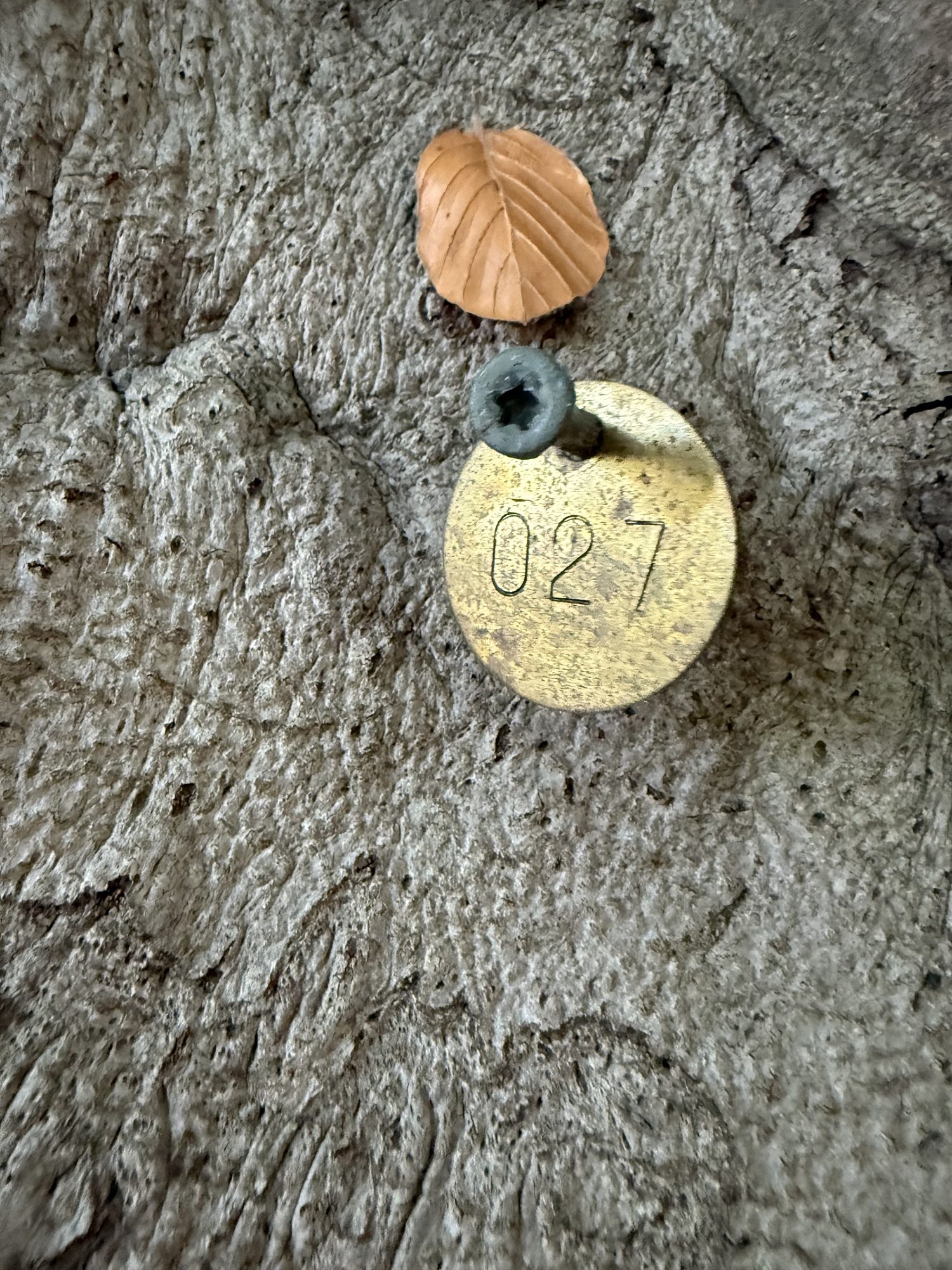 Tree 27