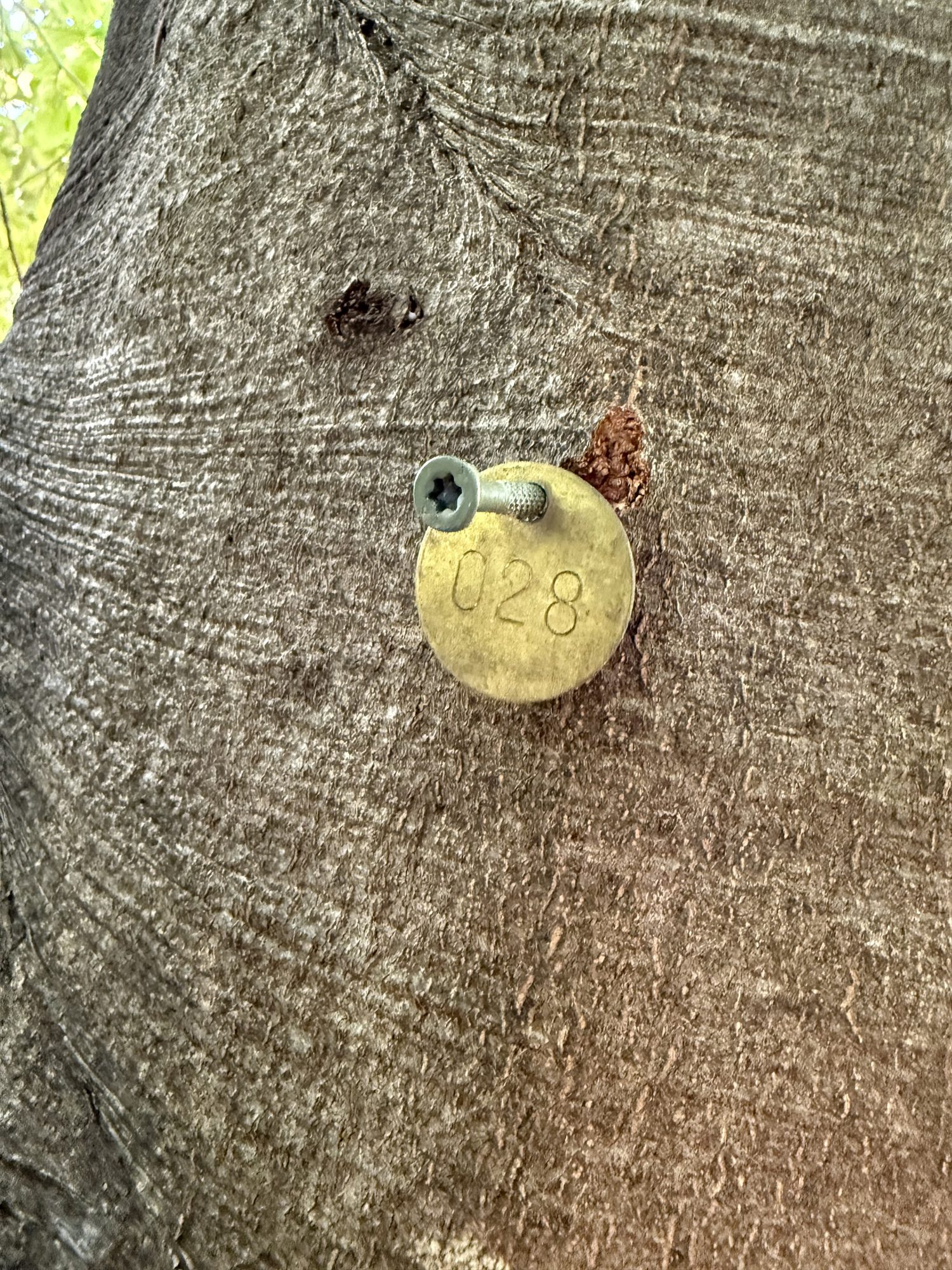 Tree 28