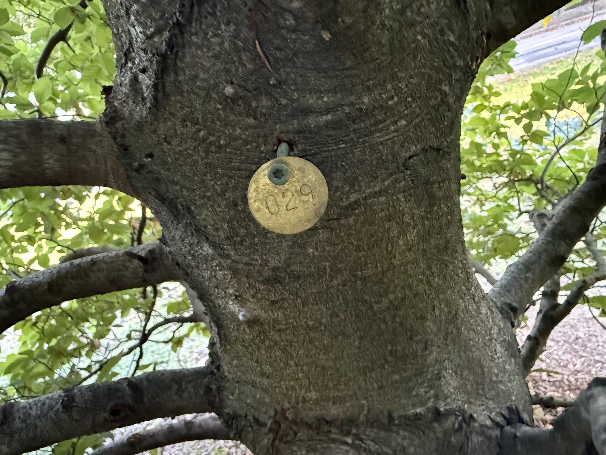 Tree 29