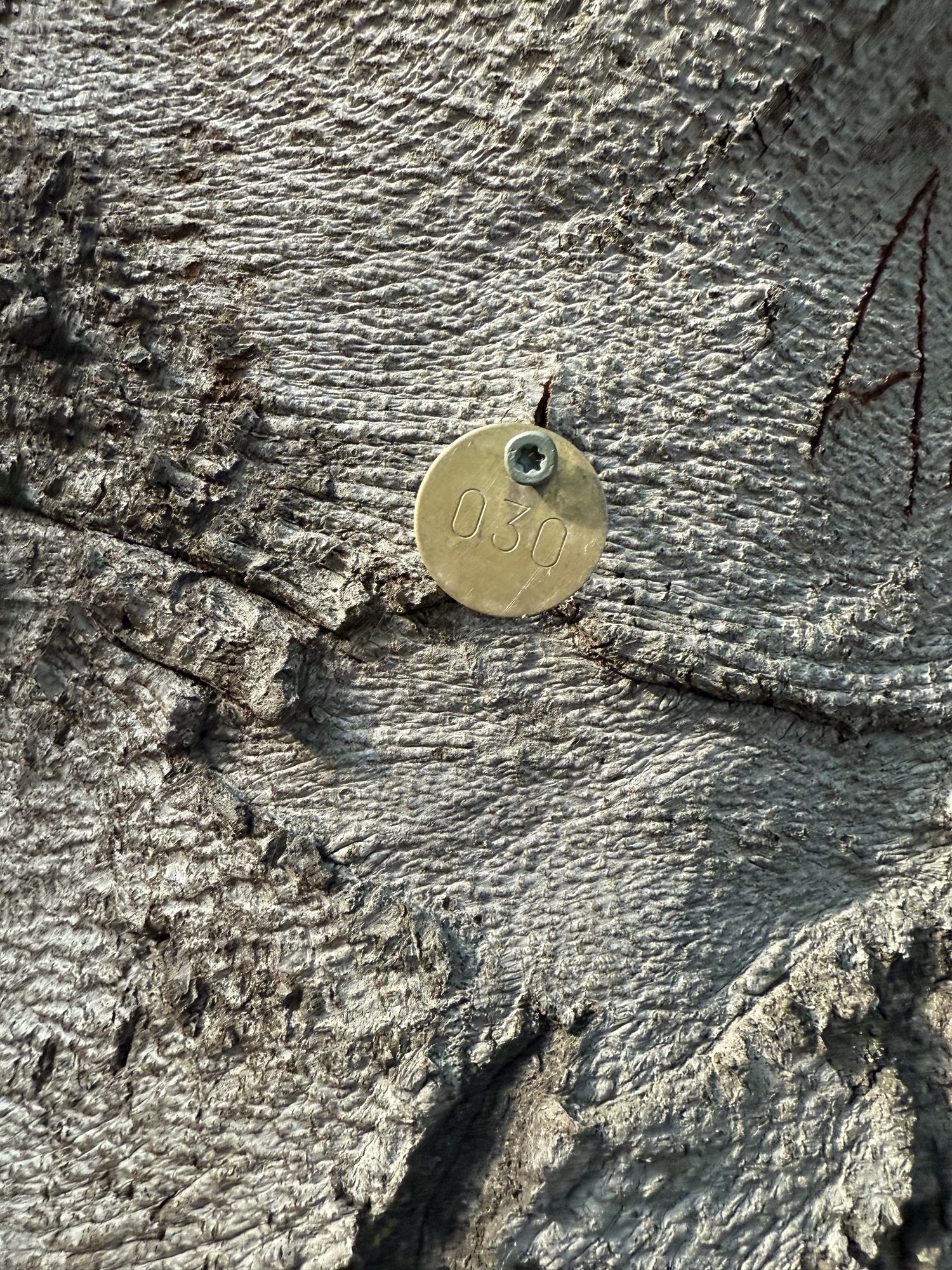 Tree 30