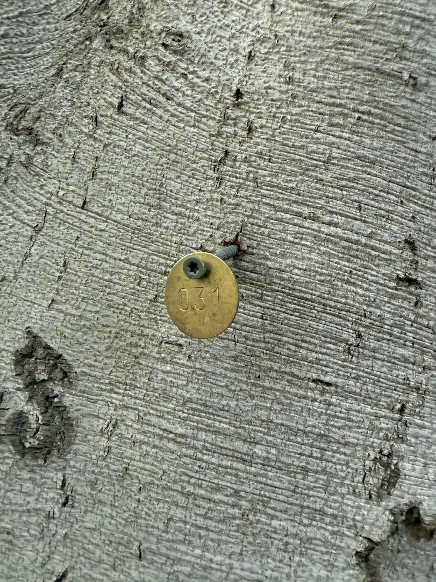 Tree 31