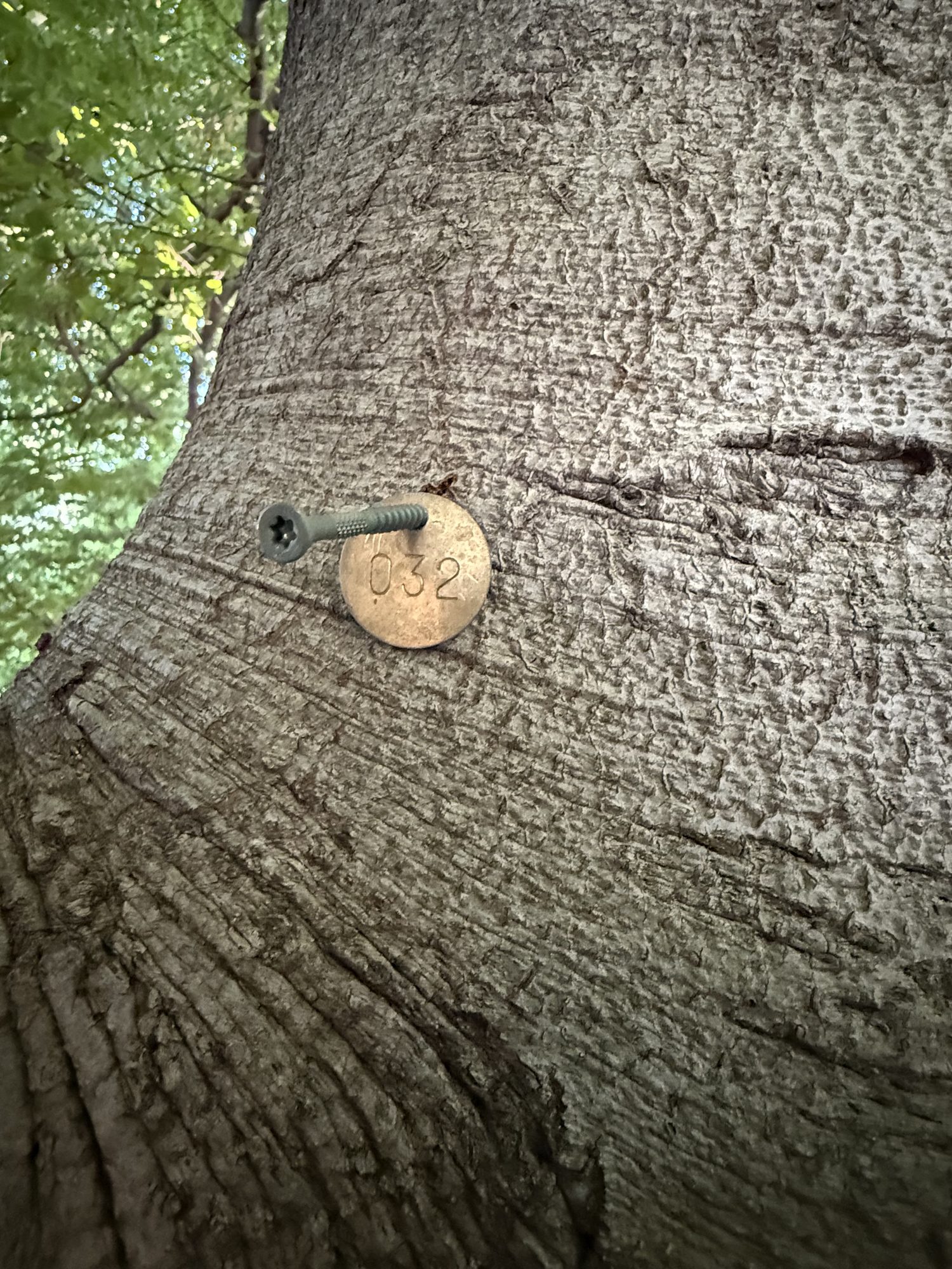 Tree 32