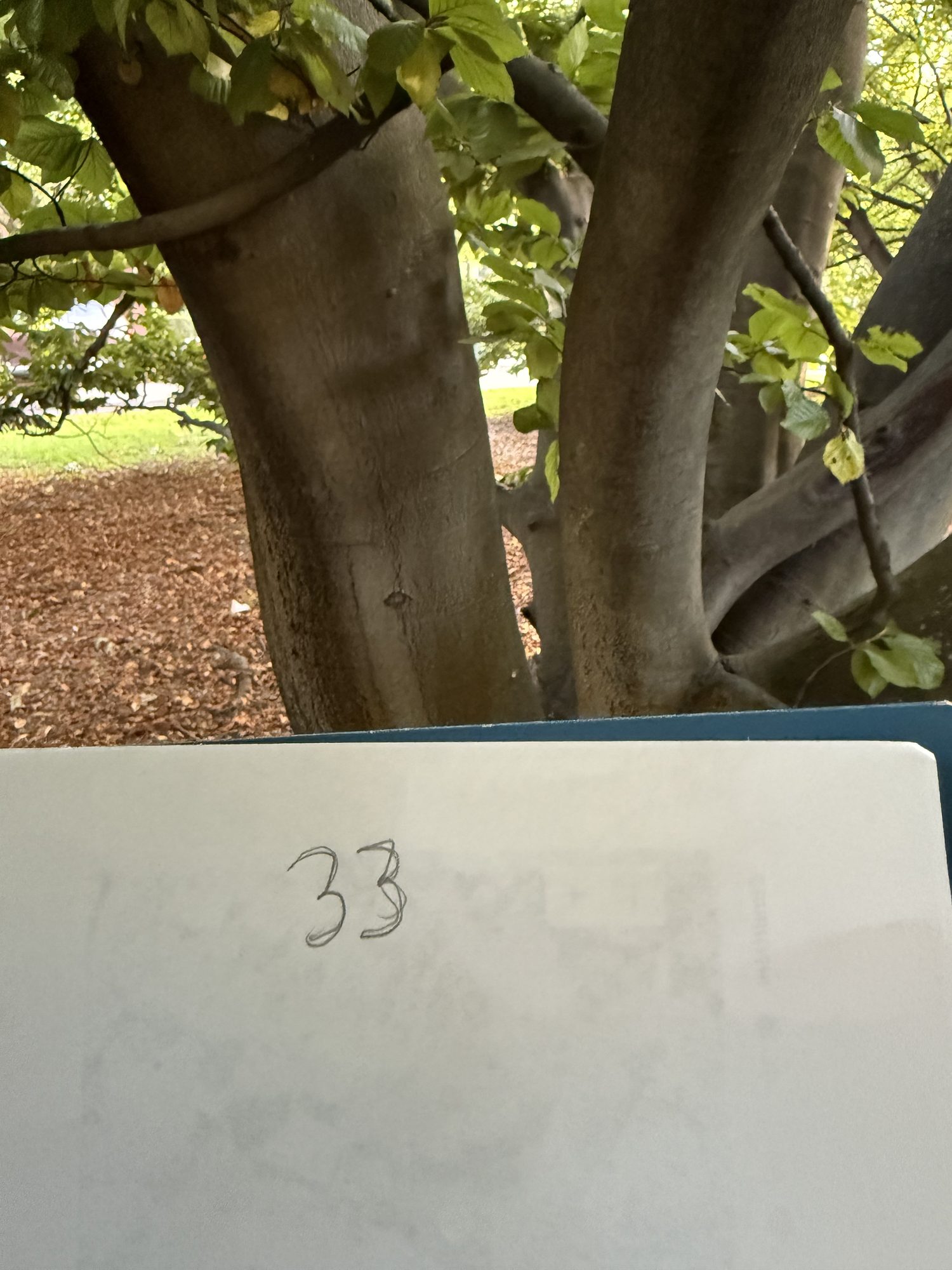 Tree 33