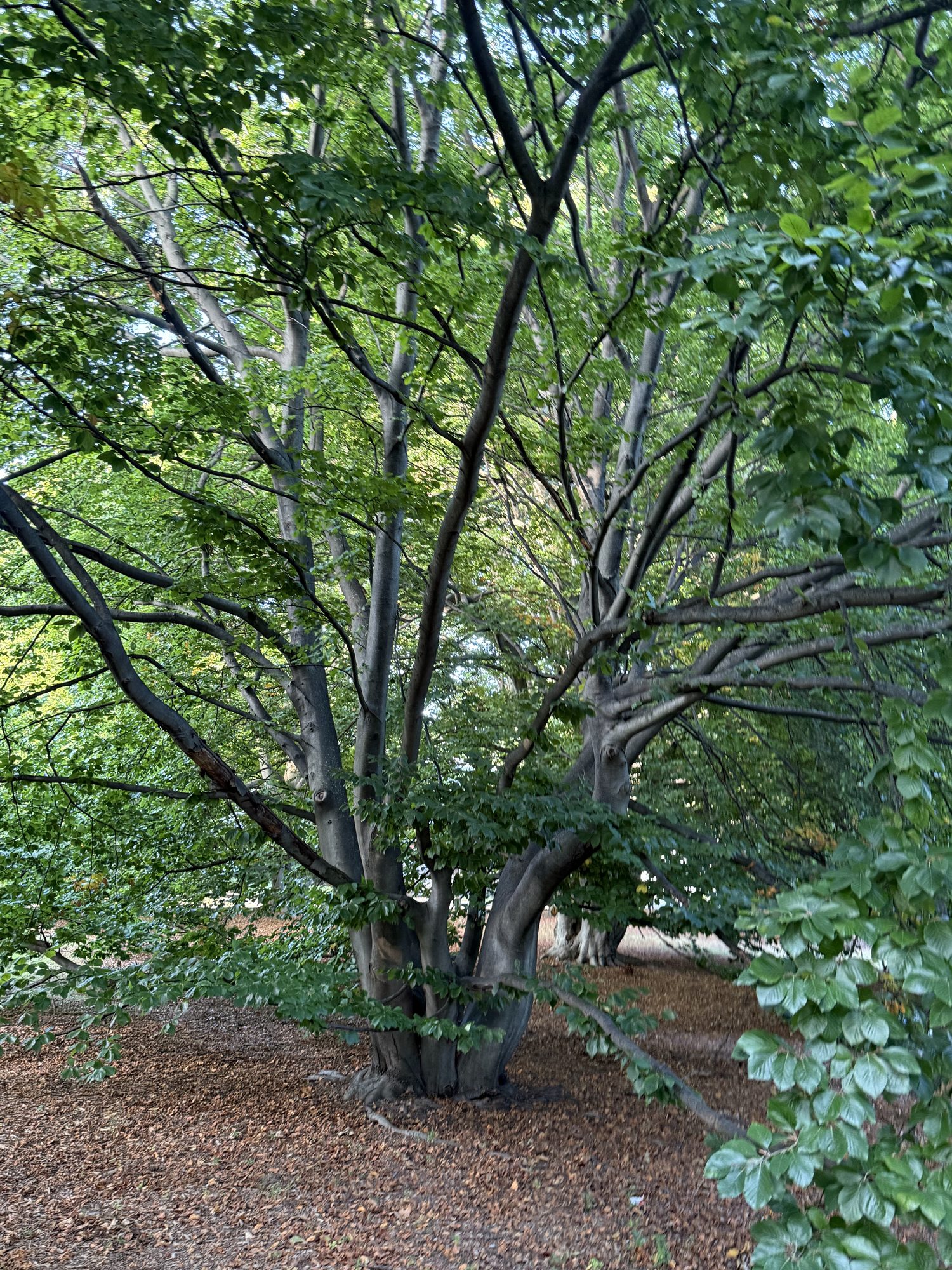 Inventory: Tree 33 IMG_4530
