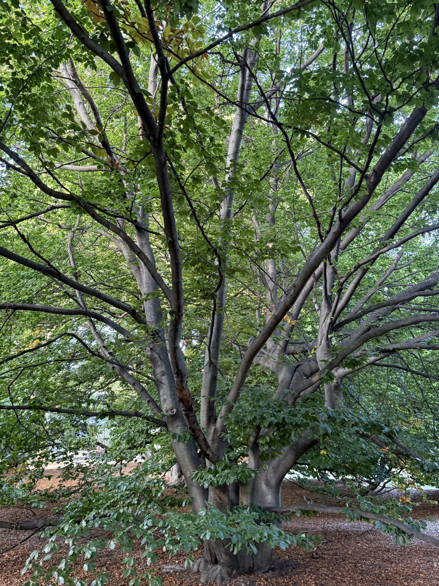 Inventory: Tree 33 IMG_4531