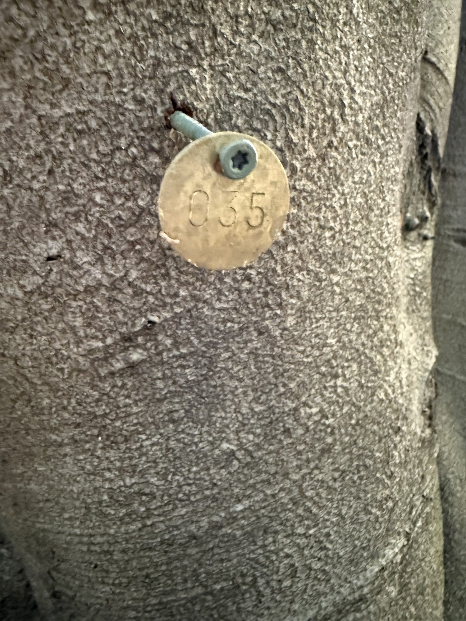 Tree 35