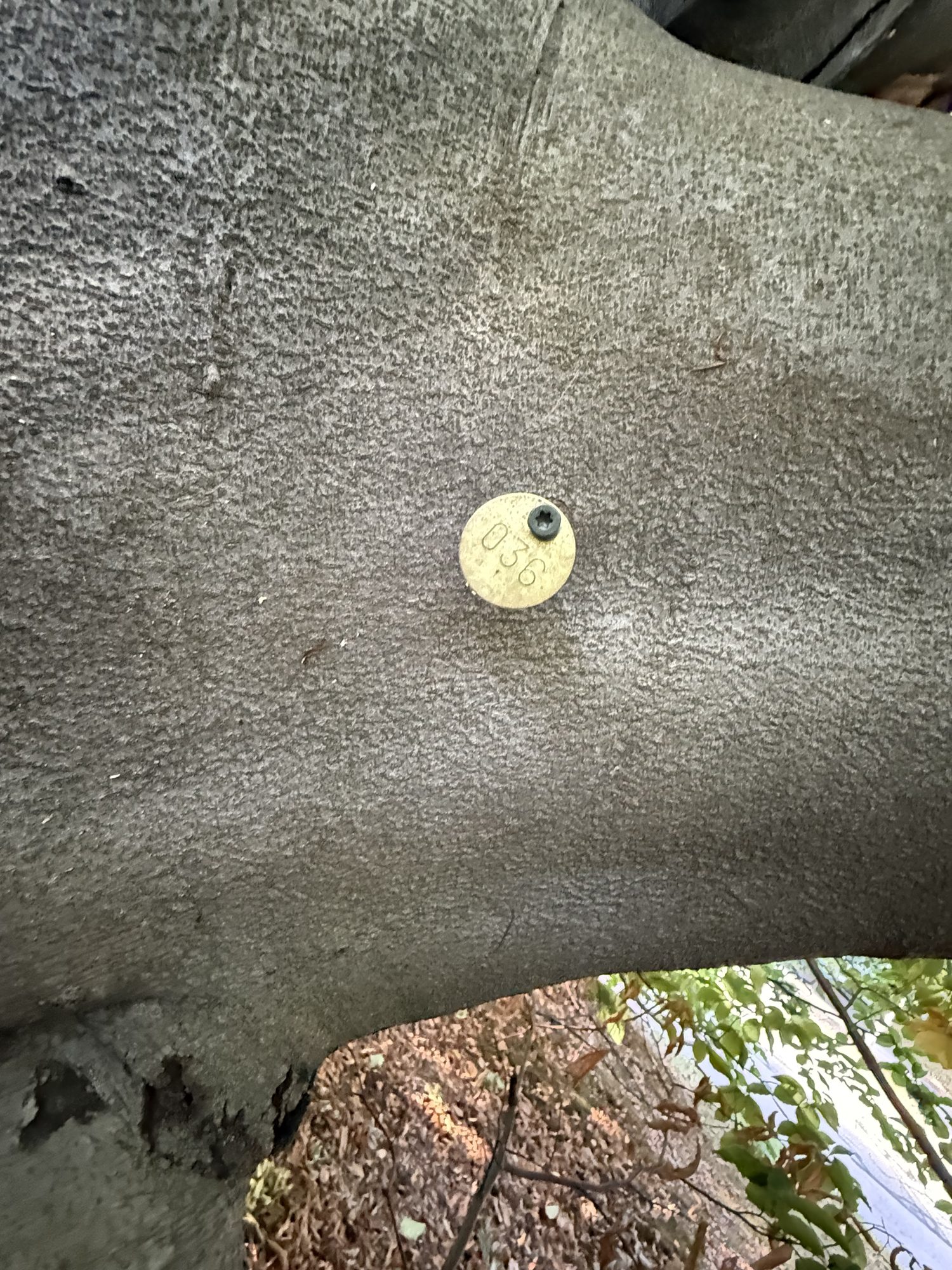 Tree 36